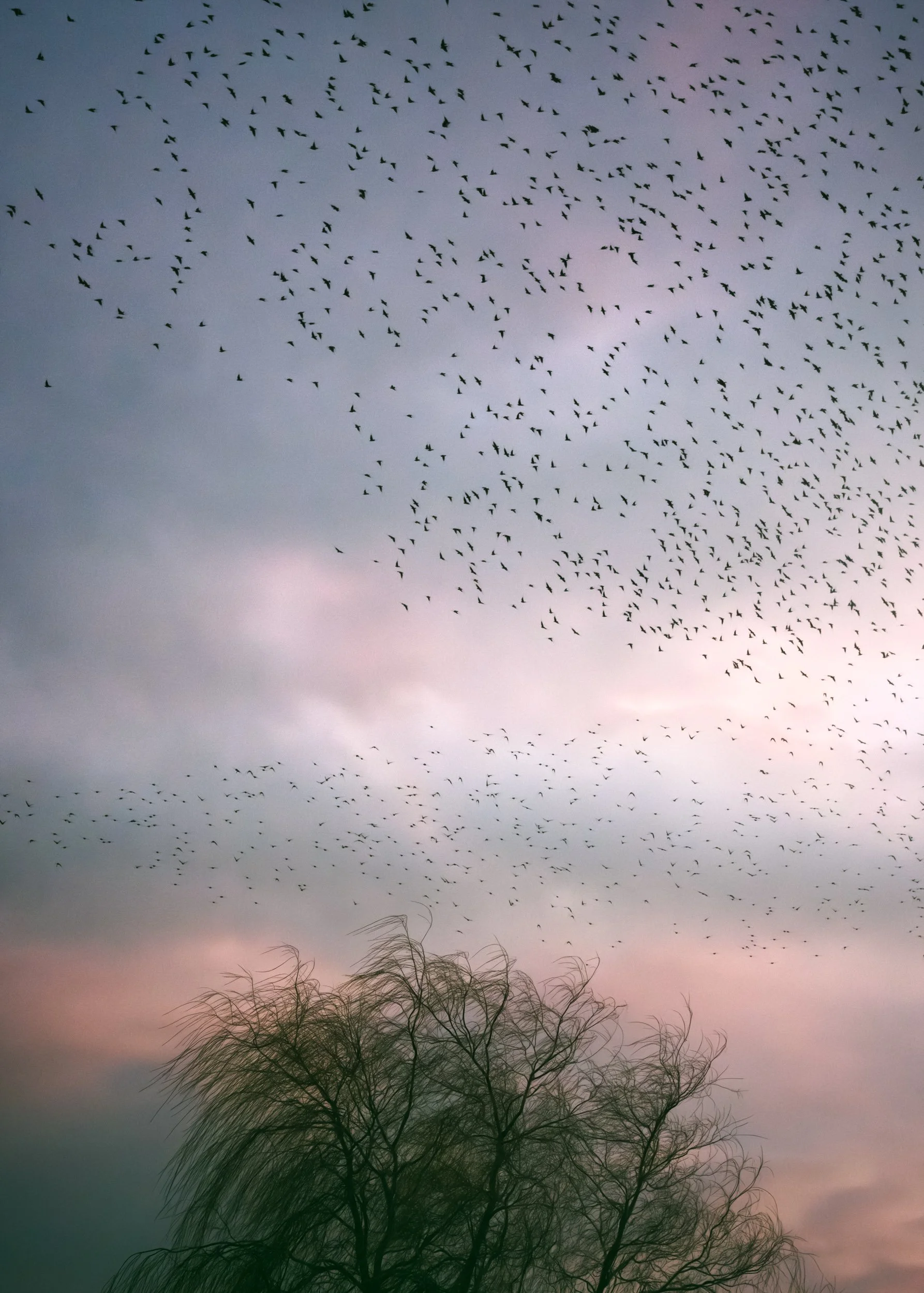 starlings-tree-colourful-skies.jpg