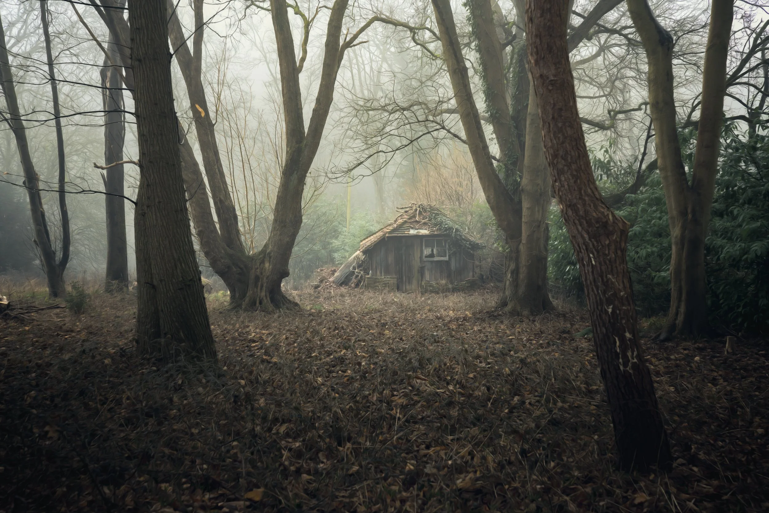 shed-woodland-mist-ominous.jpg