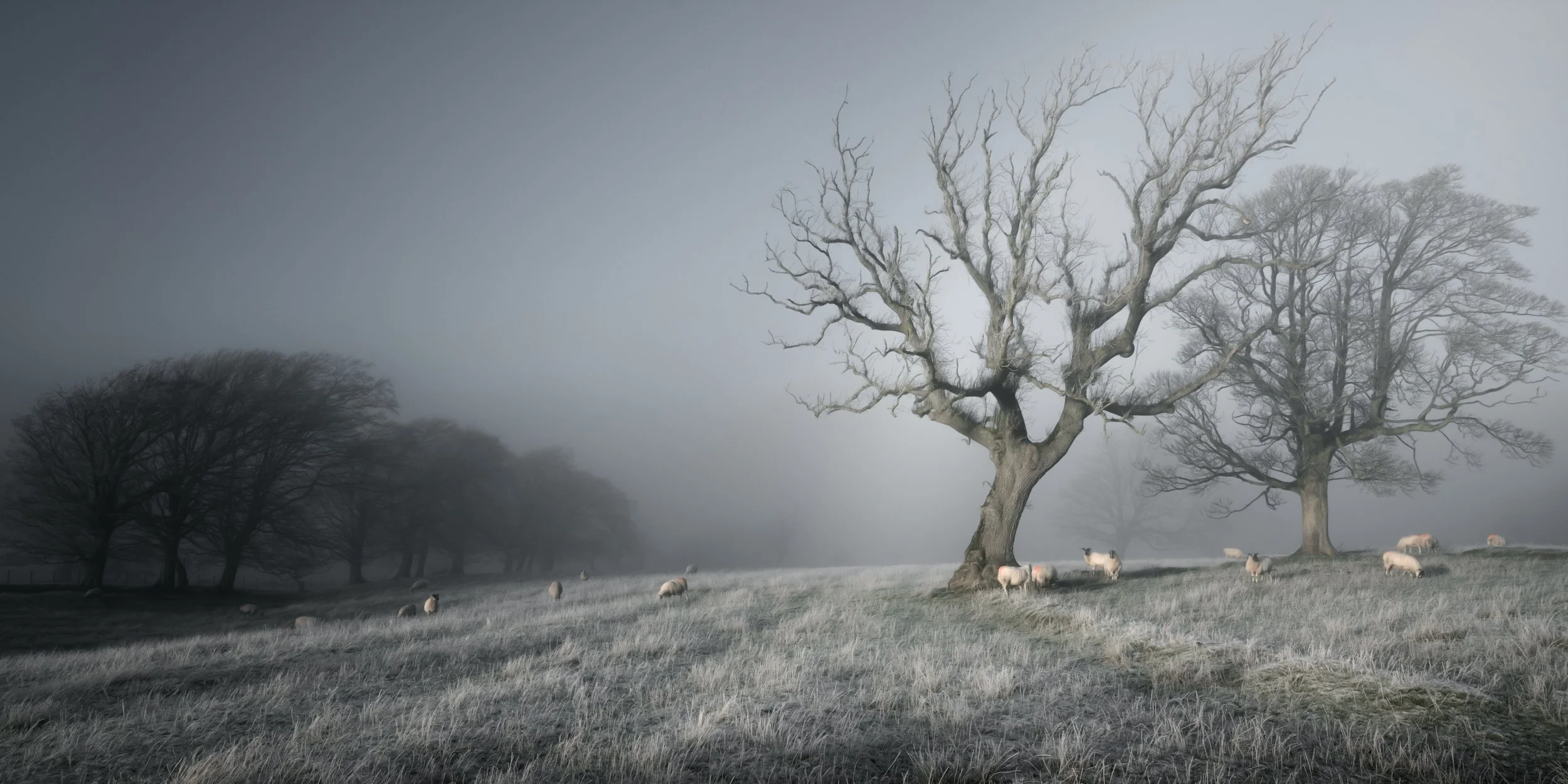 herd-sheep-winter-field.jpg