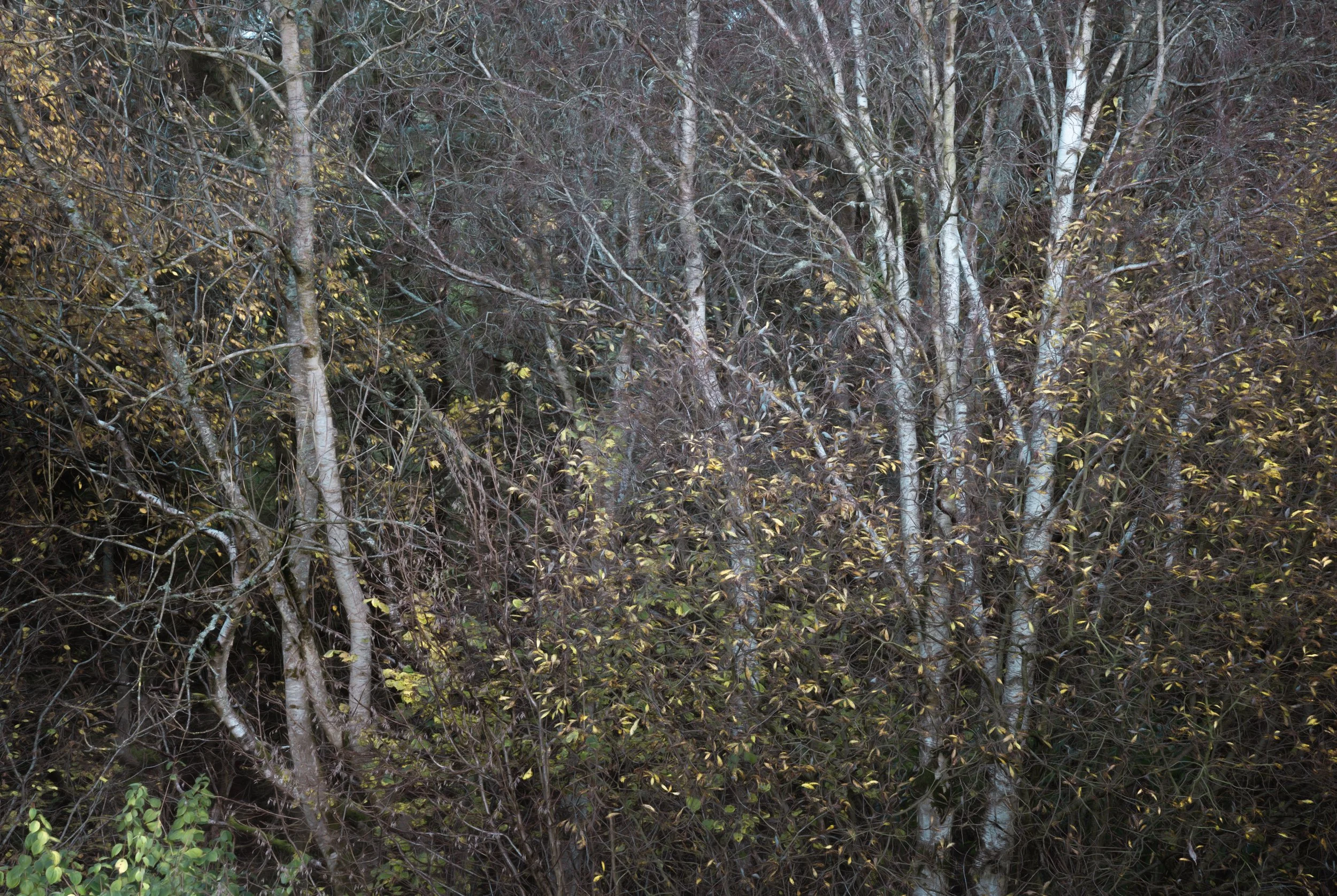 silver-birch-autumn.jpg