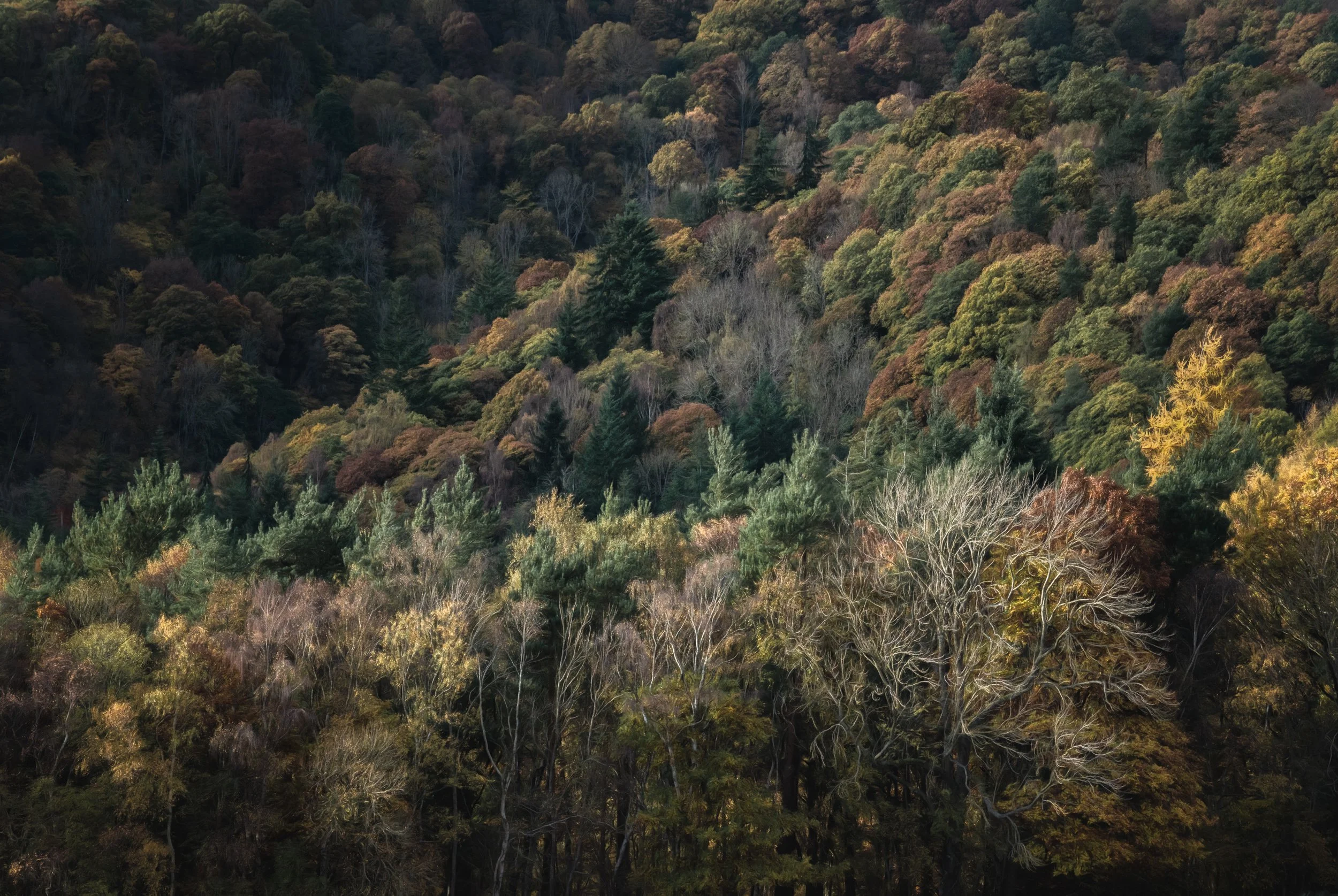 autumn-woodland-colours.jpg