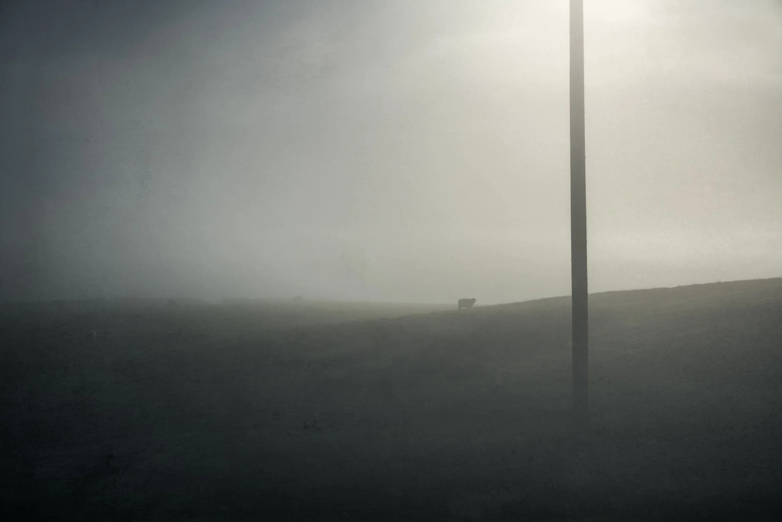 sheep-silhouette-hillside-mist.jpg