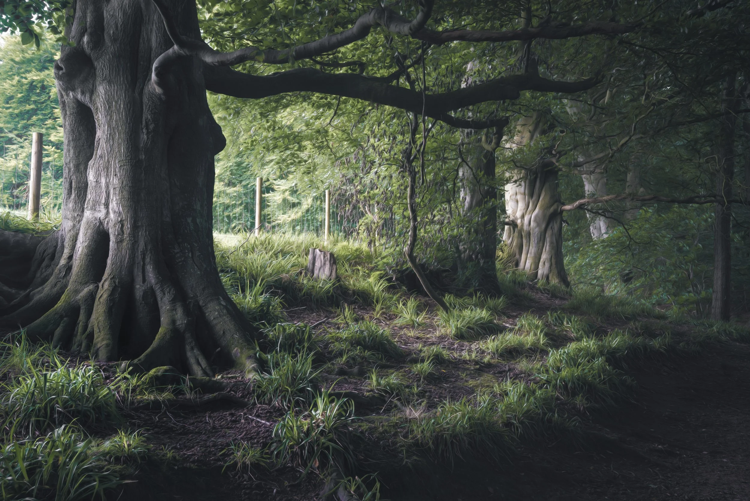 tree-light-path.jpg