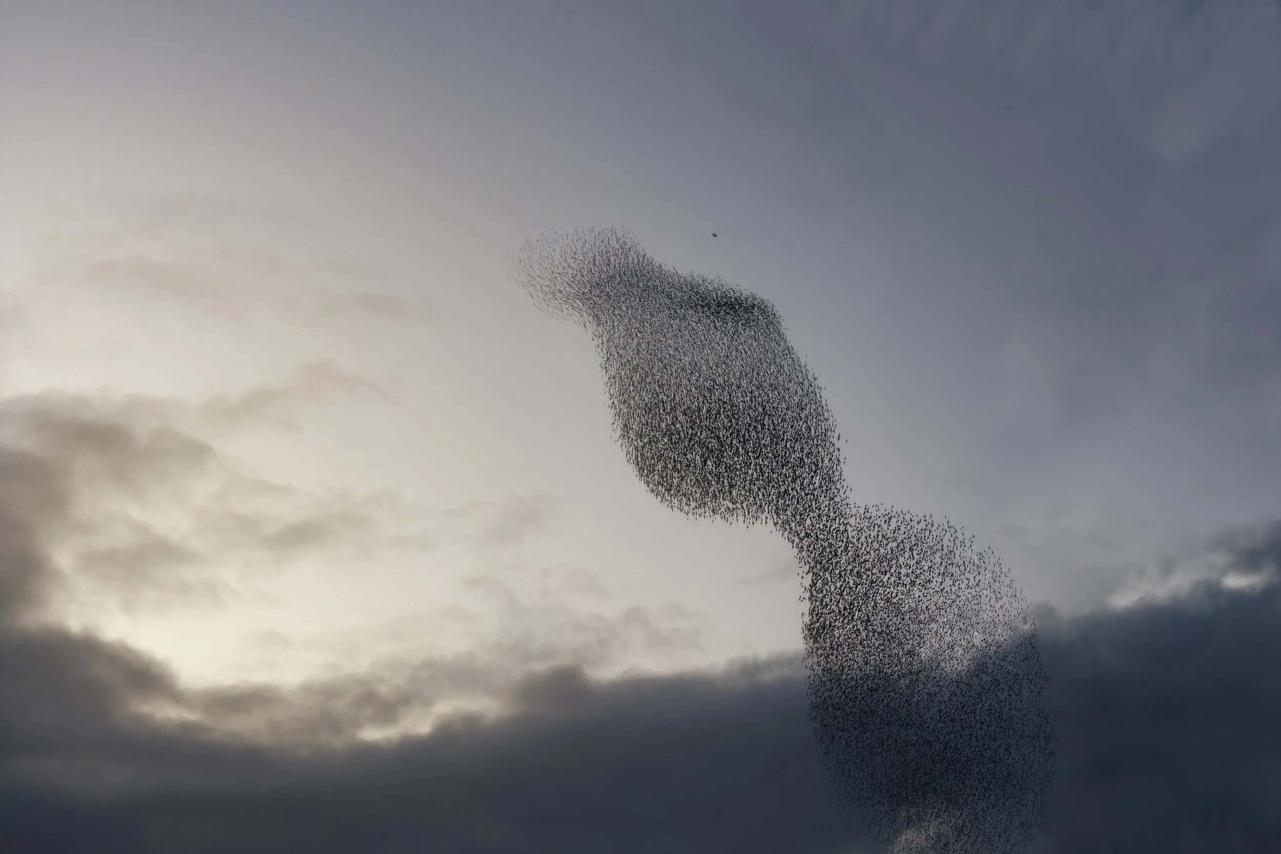 starlings-murmurations-sunset-night.jpg
