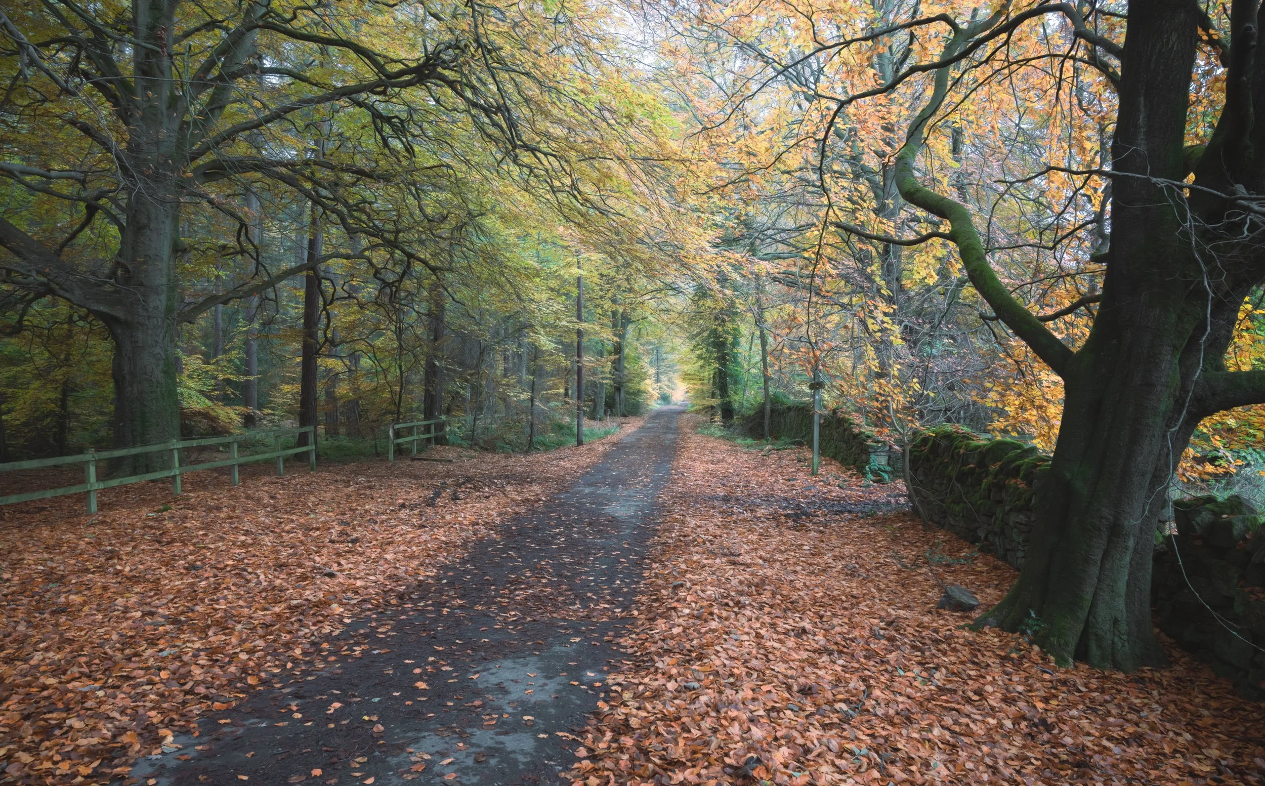 autumn-tree-lined-road.jpg
