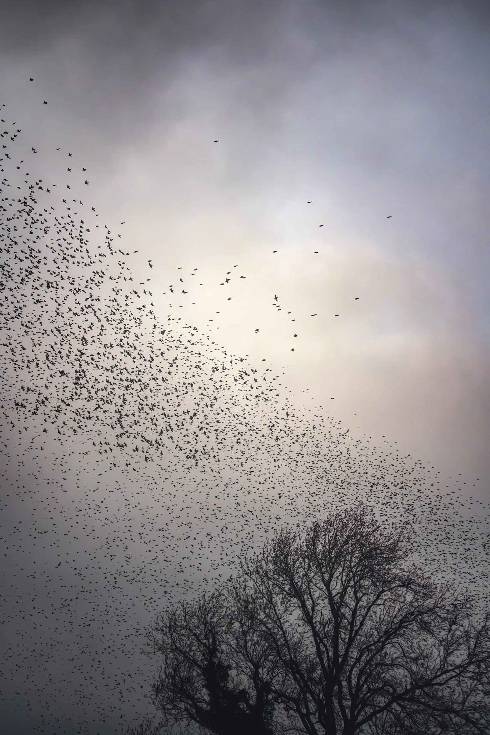 trees-starlings-murmurations.jpg