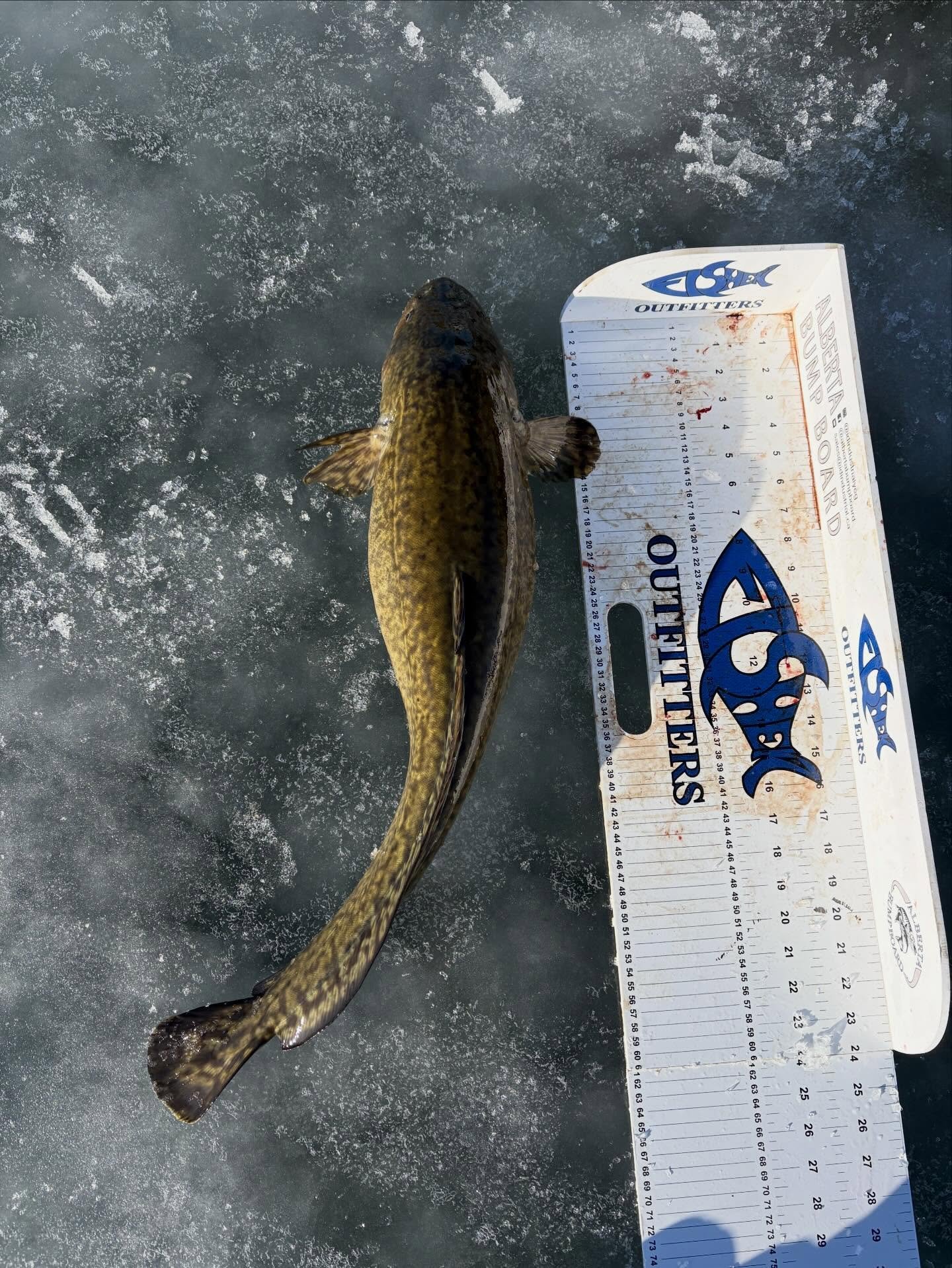 We have a group in the ice castle for 3 nights this week. Night 1 was a banger!
10 Burbs
1 Pike
1 Walleye

We have availability all the way to March 31 pending safe ice. 
The bite is on!
Book now and receive a full refund if the ice deteriorates. 
Vi