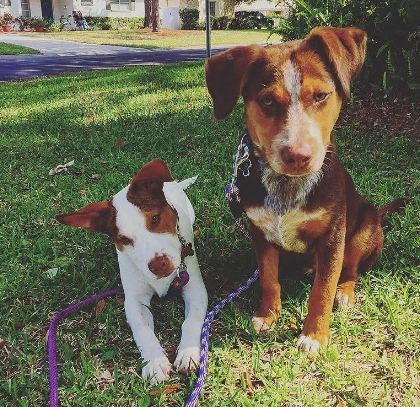 Happy National Dog Day from our two Australian cattle dogs, King O&rsquo;Brien and Kennedy O&rsquo;Brien. Shown here as puppies years ago. Named after Martin Luther King Jr. and Bobby Kennedy, they carry a legacy of courage and justice &mdash; though