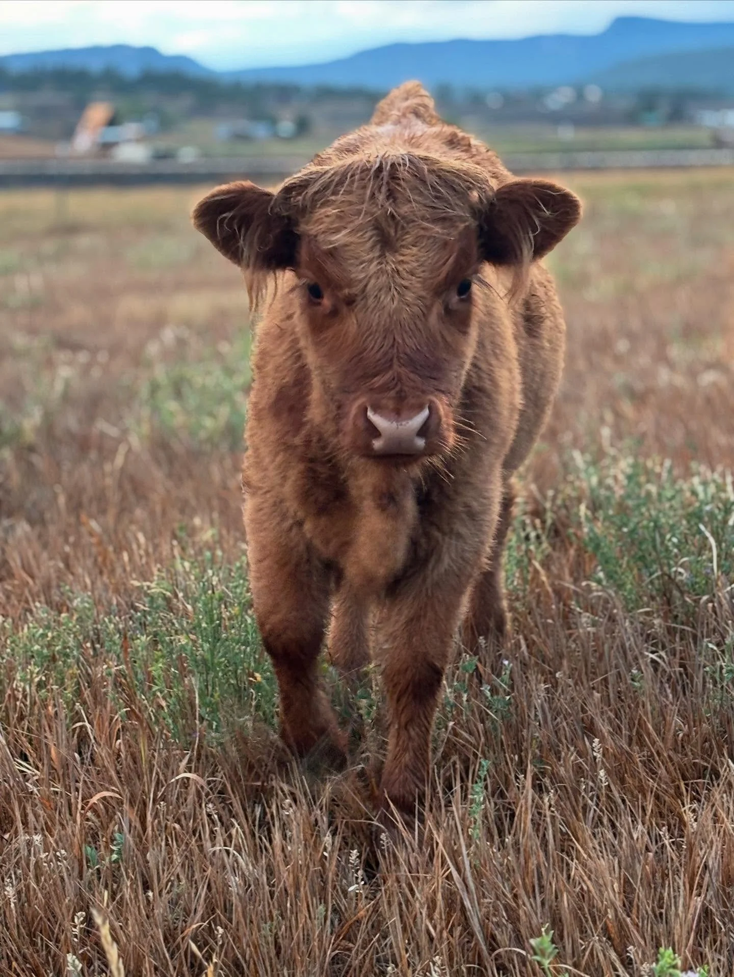 Meet Ginny Weasley. She drinks Molly&rsquo;s milk like she&rsquo;s trying to set a world record, then immediately gets her head stuck in the hay bucket. Call it balance.
She&rsquo;s fiery, stubborn, and loyal &mdash; which is great if you&rsquo;re he