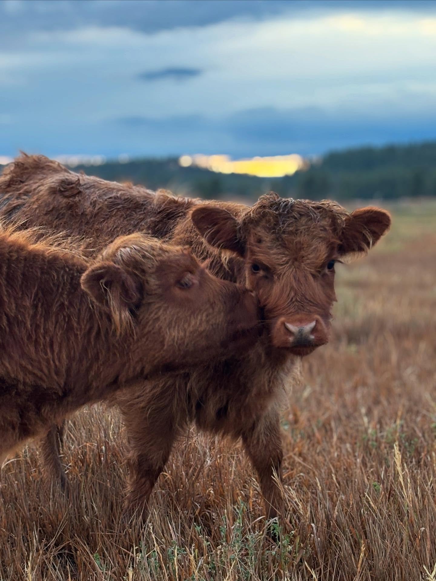 Meet Lilly Potter, our sweet and endlessly curious Highland calf. Like her namesake, she radiates compassion &mdash; the kind that makes even Ginny Weasley follow her around like a protective older sister.
The funny thing? They&rsquo;re the same age.