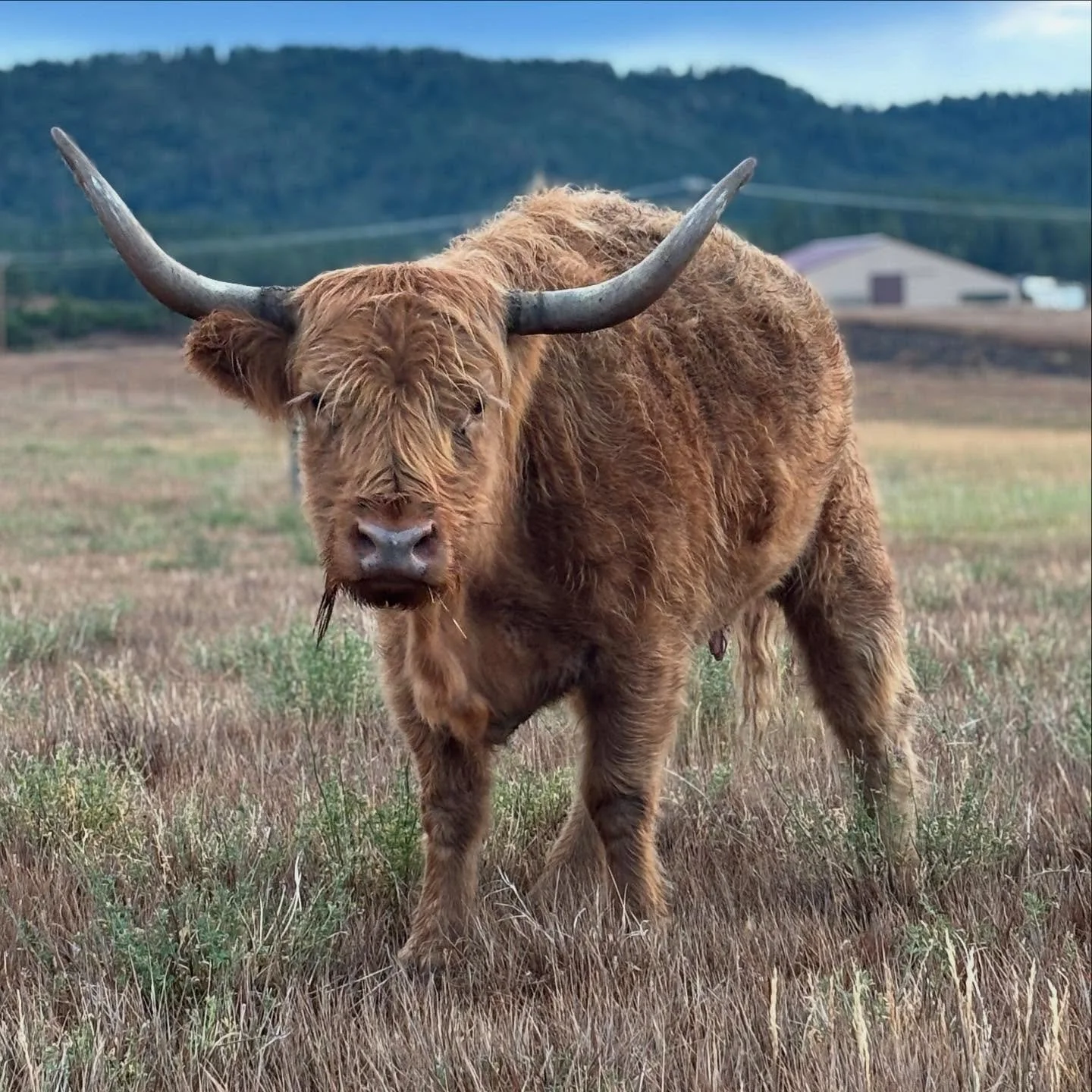 Meet Molly Weasley, our Highland cow and the heart of our fold here at Cerulean Skies Ranch. She&rsquo;s calm, sweet, and endlessly patient with her calf, Ginny&hellip; until the treat pail comes out. Then she summons the same fiery spirit her namesa