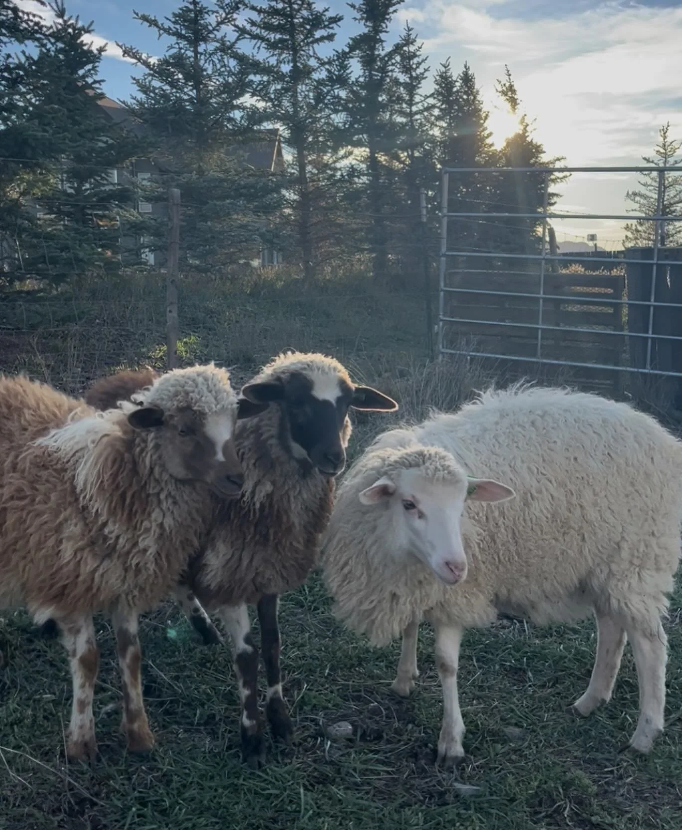 Meet Meryl Sheep, Lady Baa-Baa, and Baa-Bara Streisand, our brand new Navajo Churro trio. Each one insists she is the lead vocalist, and honestly, we are not brave enough to pick favorites. If Fleetwood Mac ever needed backup singers with four stomac
