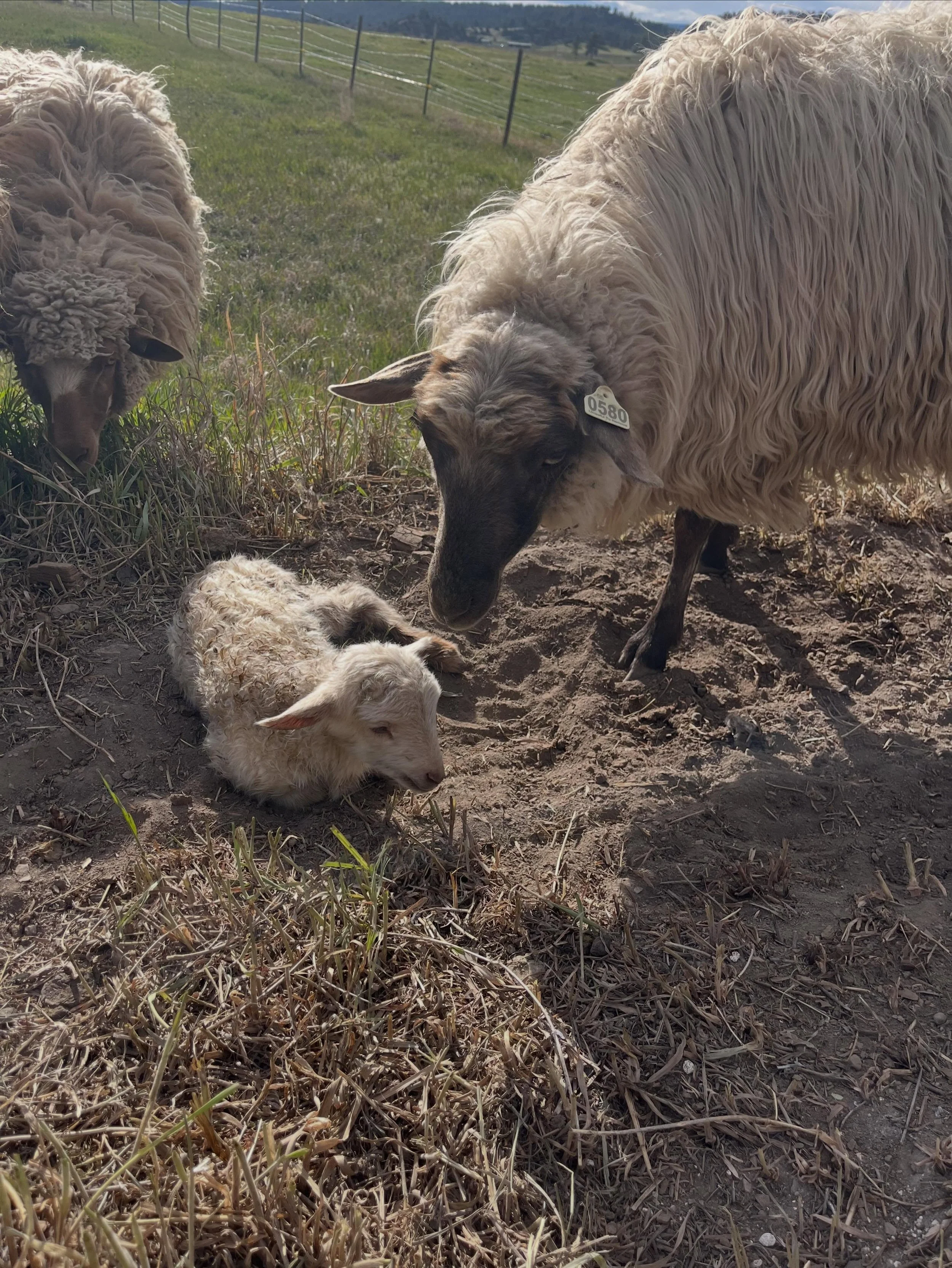 We&rsquo;d like to introduce Rammie Smalls, the Notorious R.A.M., born on May 8 to Pretty Mesa, AKA EwePac Shakur. Rammie is very special to us as he is the first baby born here at Cerulean Skies Ranch. Monica thought she&rsquo;d have to bottle feed 