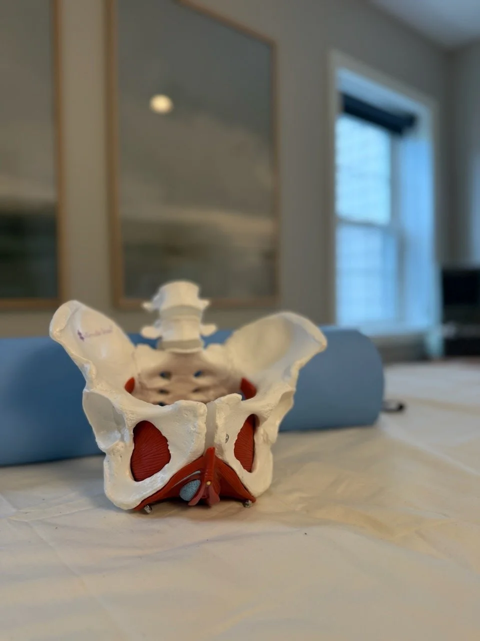 Model of a human pelvis and pelvic muscles on a table with a blue foam roller in the background, in a room with paintings and a window.