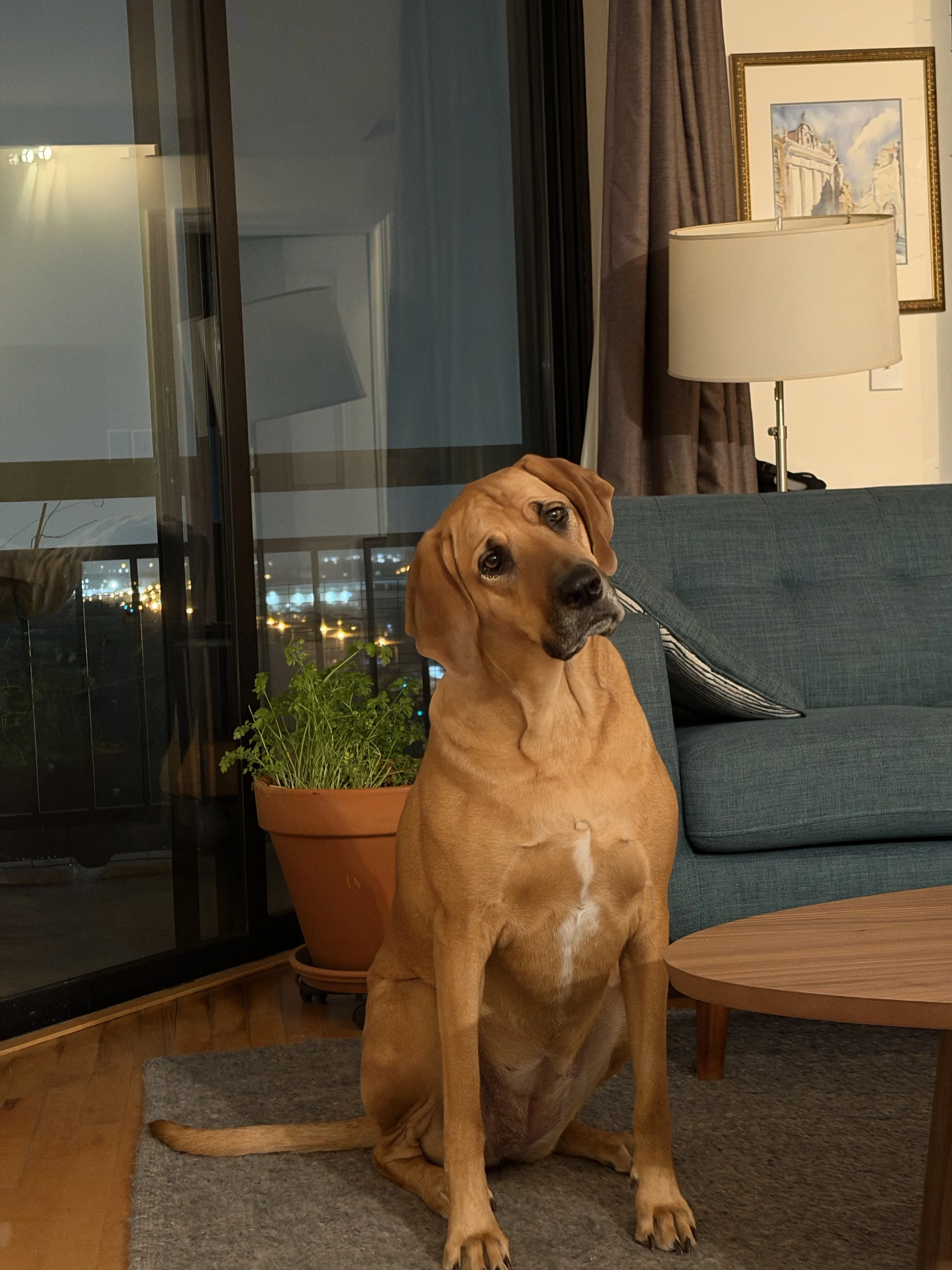 Pet pocketbook onboarding steps + FAQ