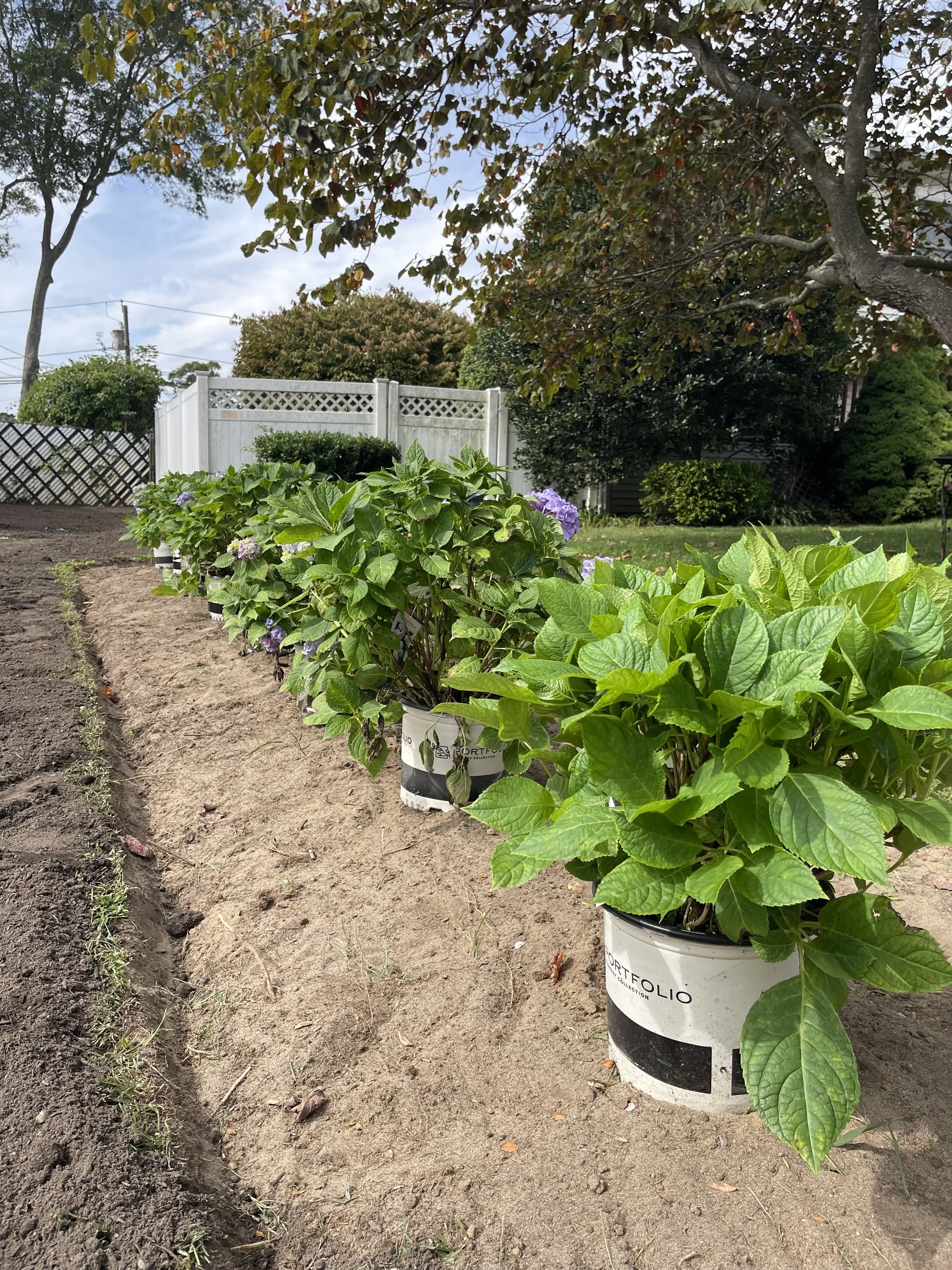 Row of potted hydrangea plants in a garden with a dirt path, a white fence, trees, and a cloudy sky in the background.