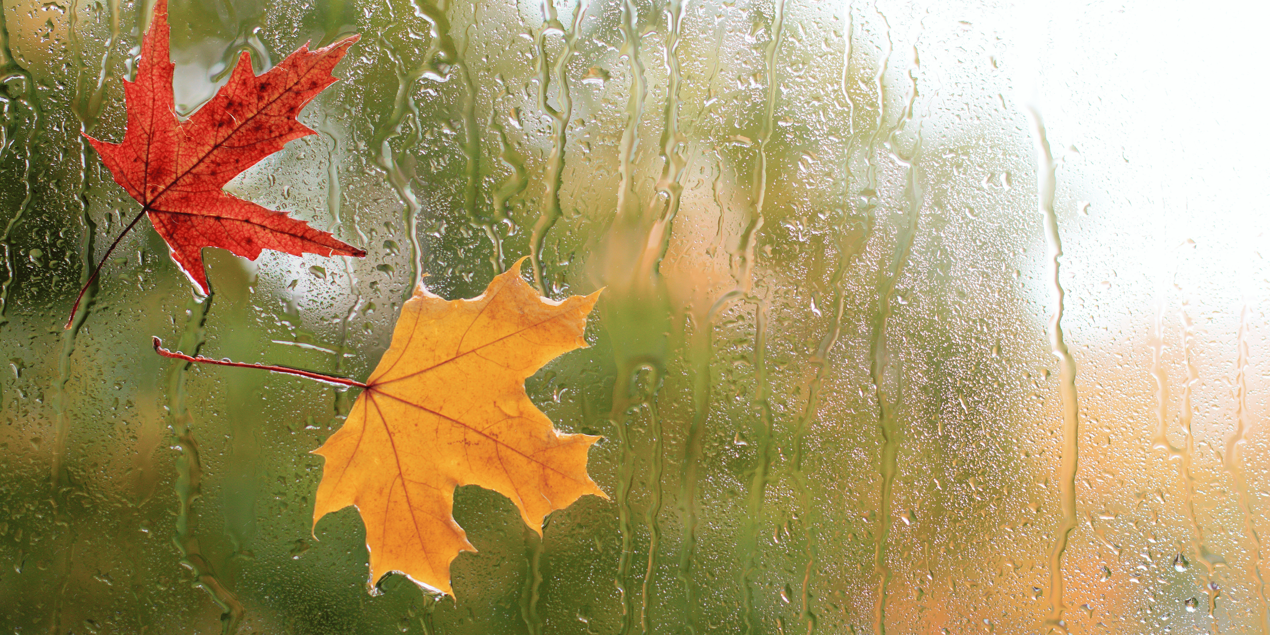 Rain on a glass window with two colorful autumn leaves pressed against the glass, one red and one yellow, with a blurry autumn landscape in the background.