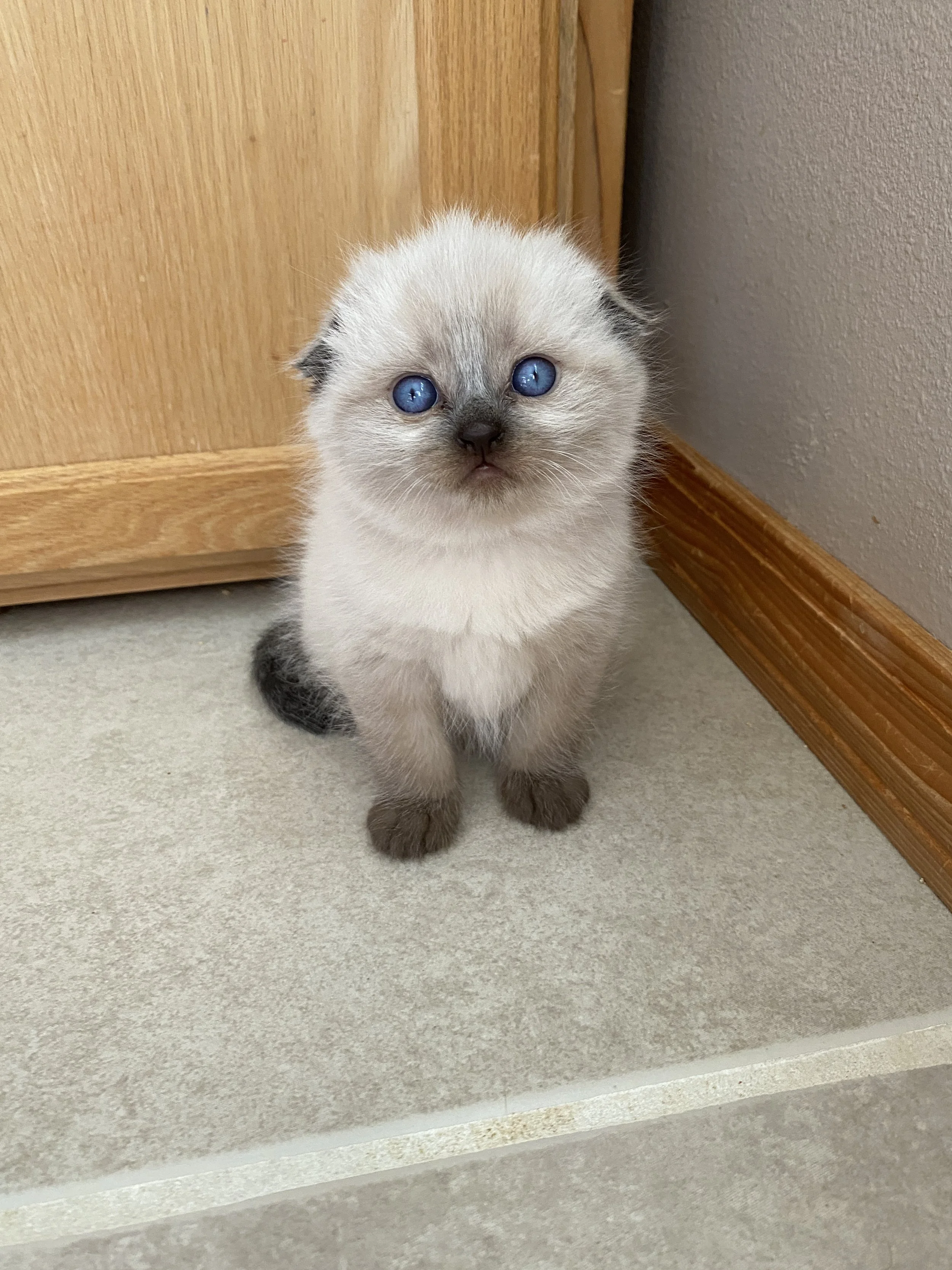 A cute Scottish Fold kitten with blue eyes sitting on a tiled floor next to a wooden cabinet and wall.