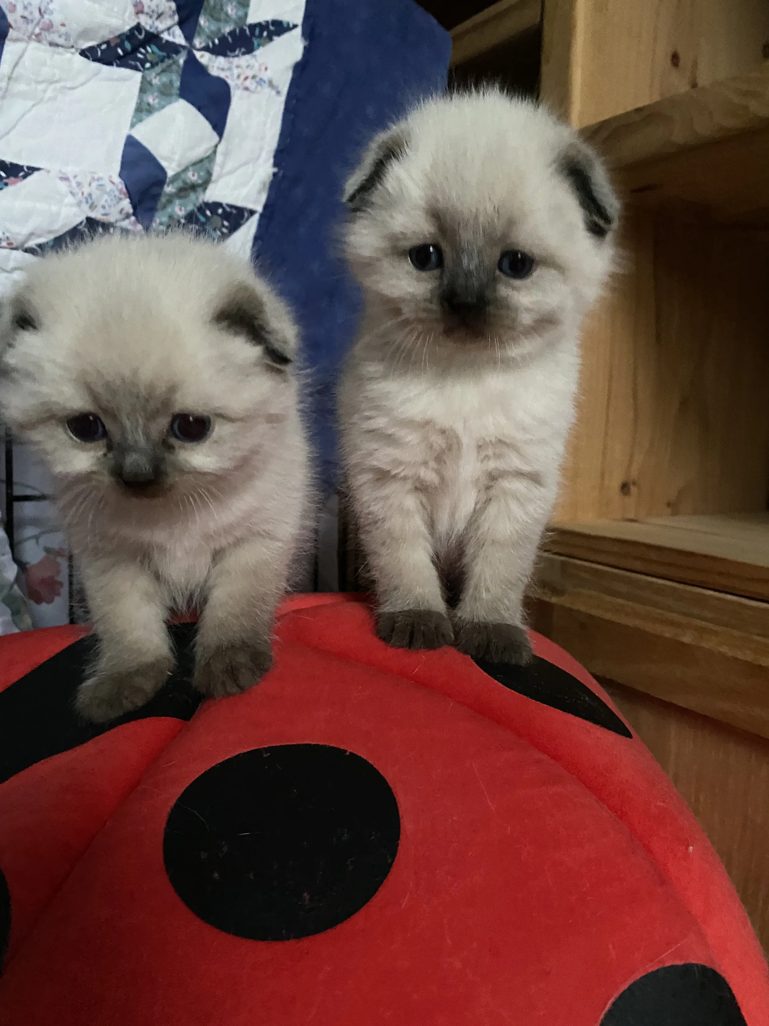 Two Scottish Fold kittens with cream-colored fur and darker faces, ears, paws, and tails, sitting on a red cushion with black circles inside a wooden room.