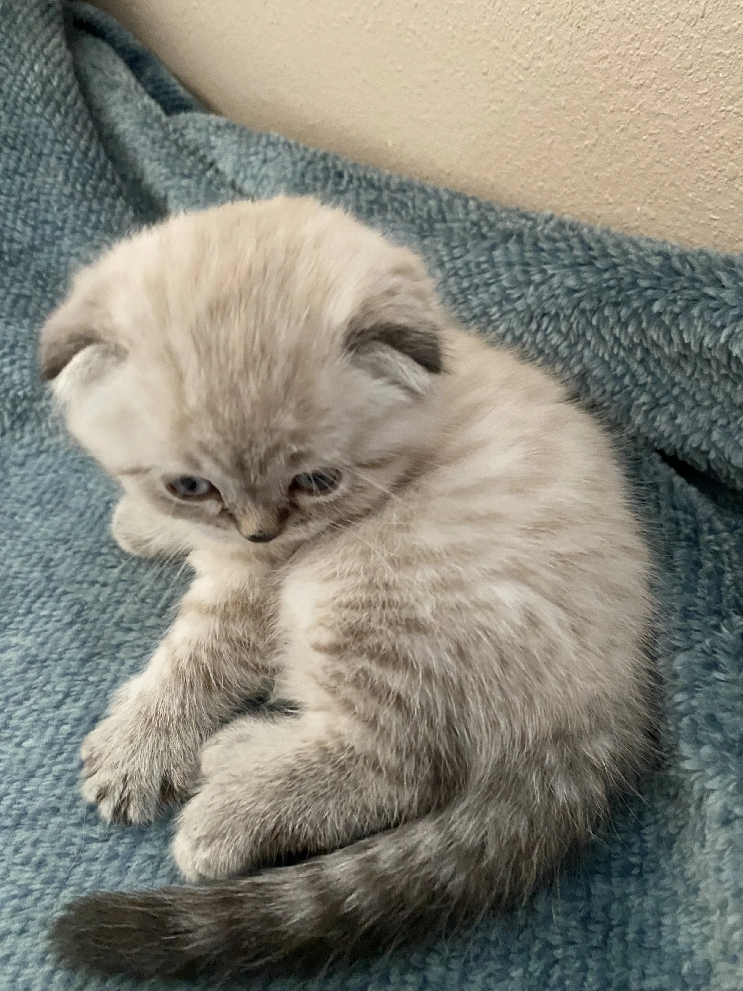 A small, fluffy gray kitten with darker markings on its face, ears, and tail, sitting on a textured blue surface, looking down with a curious expression.