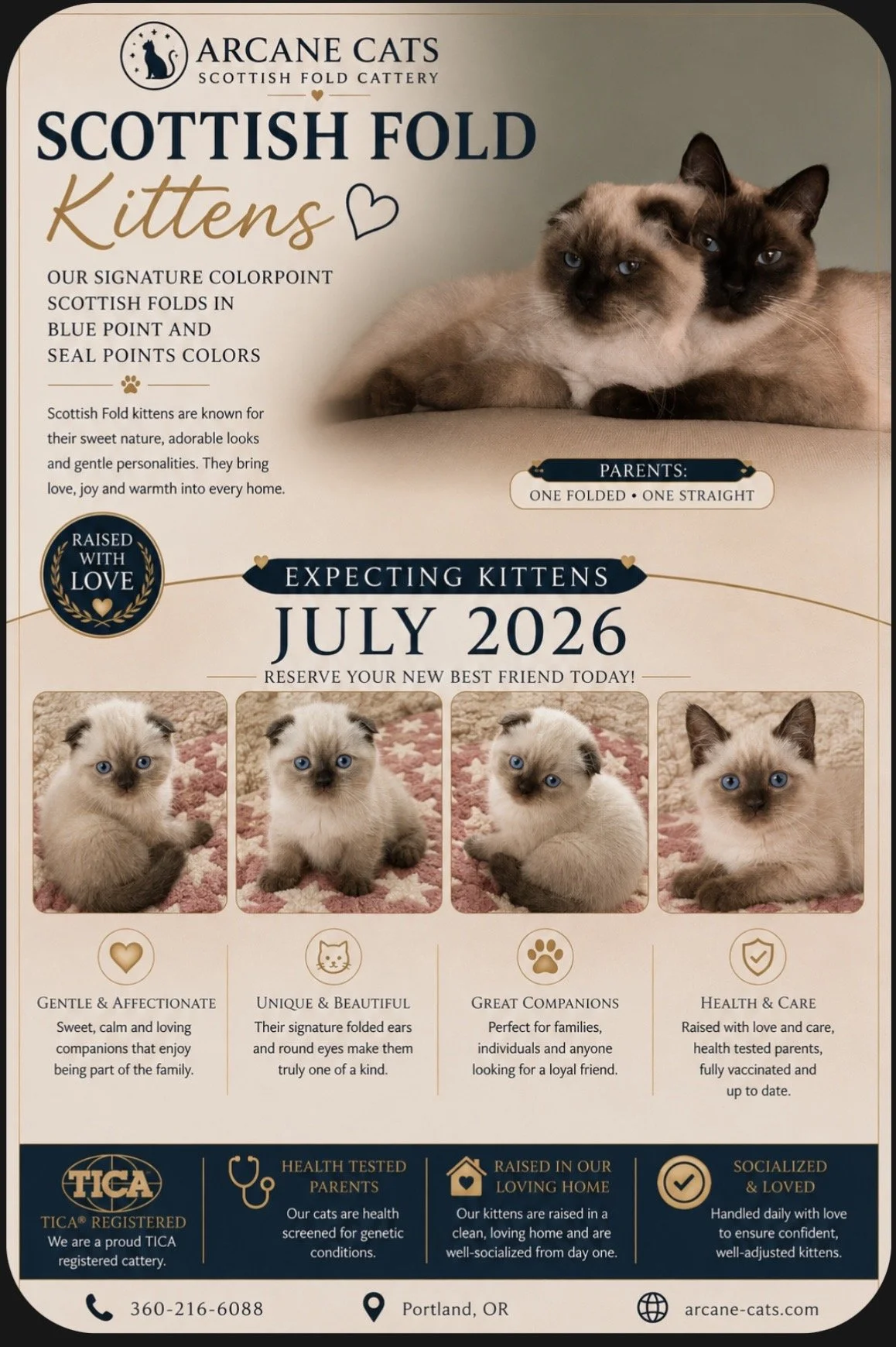 Scottish Fold and  Scottish Straight Kittens in Gresham Oregan