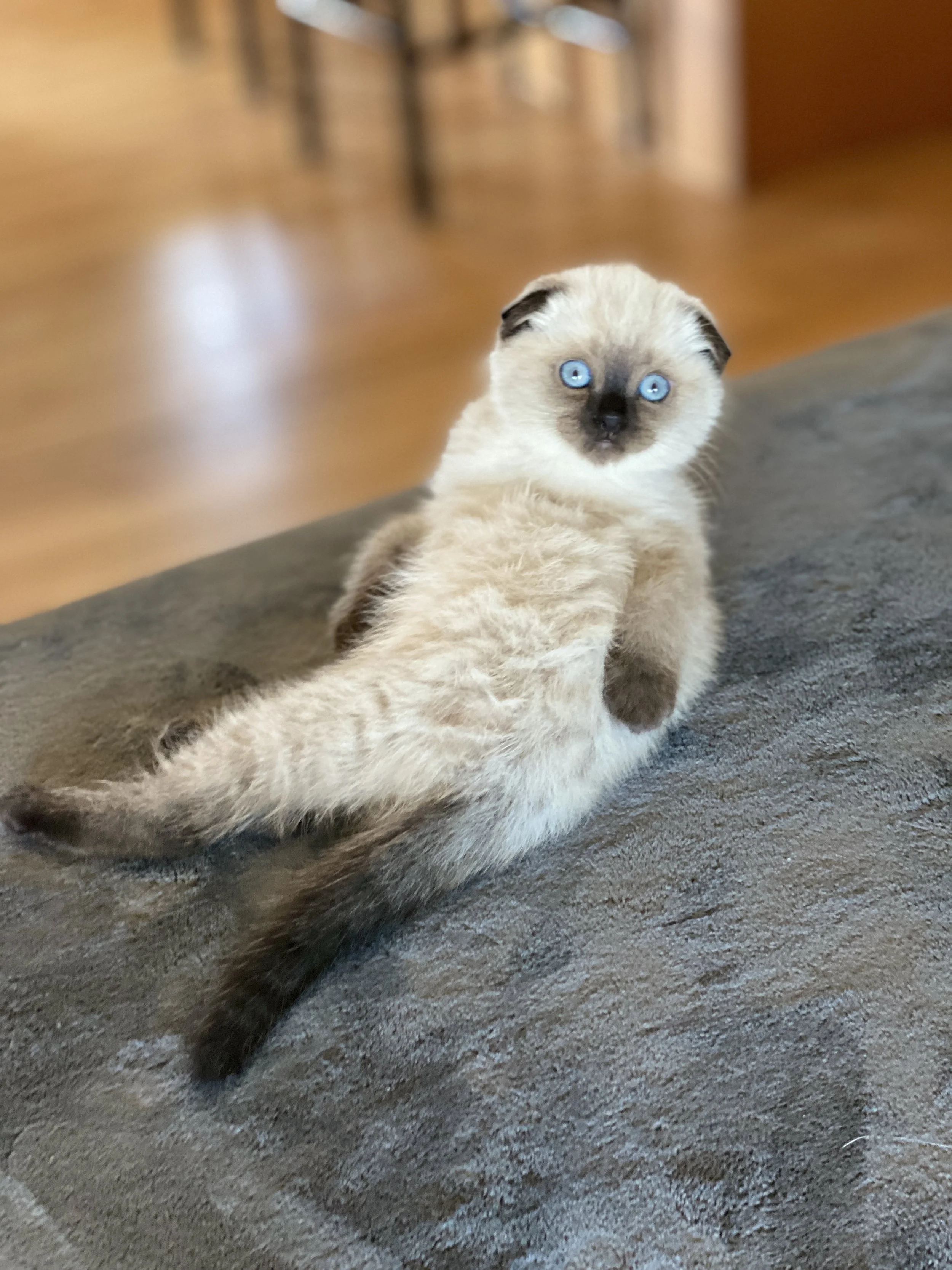 A cute Scottish Fold Colorpoint kitten