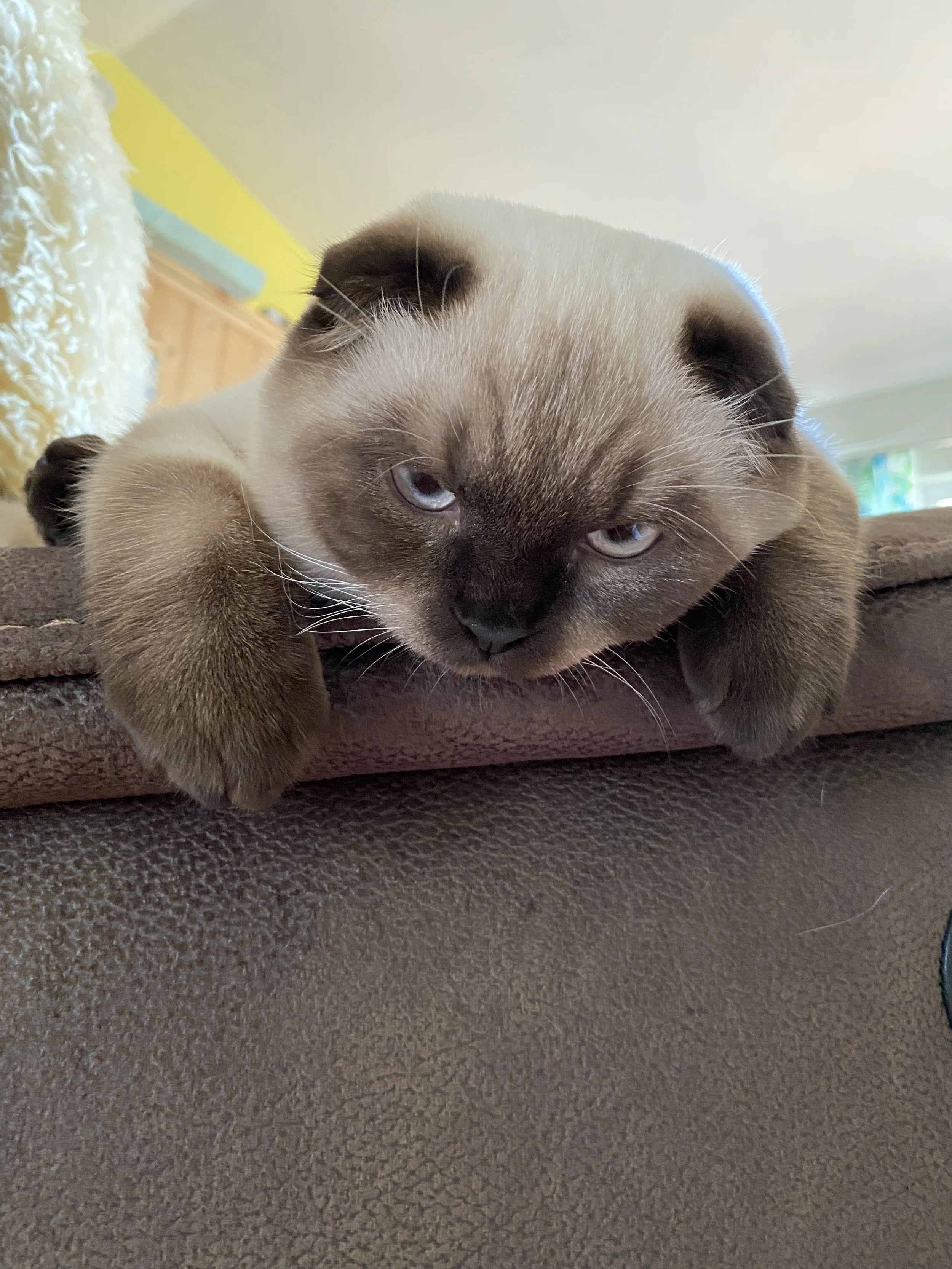A small Scottish Fold kitten with blue eyes lying on a brown surface, resting its head and paws over the edge.