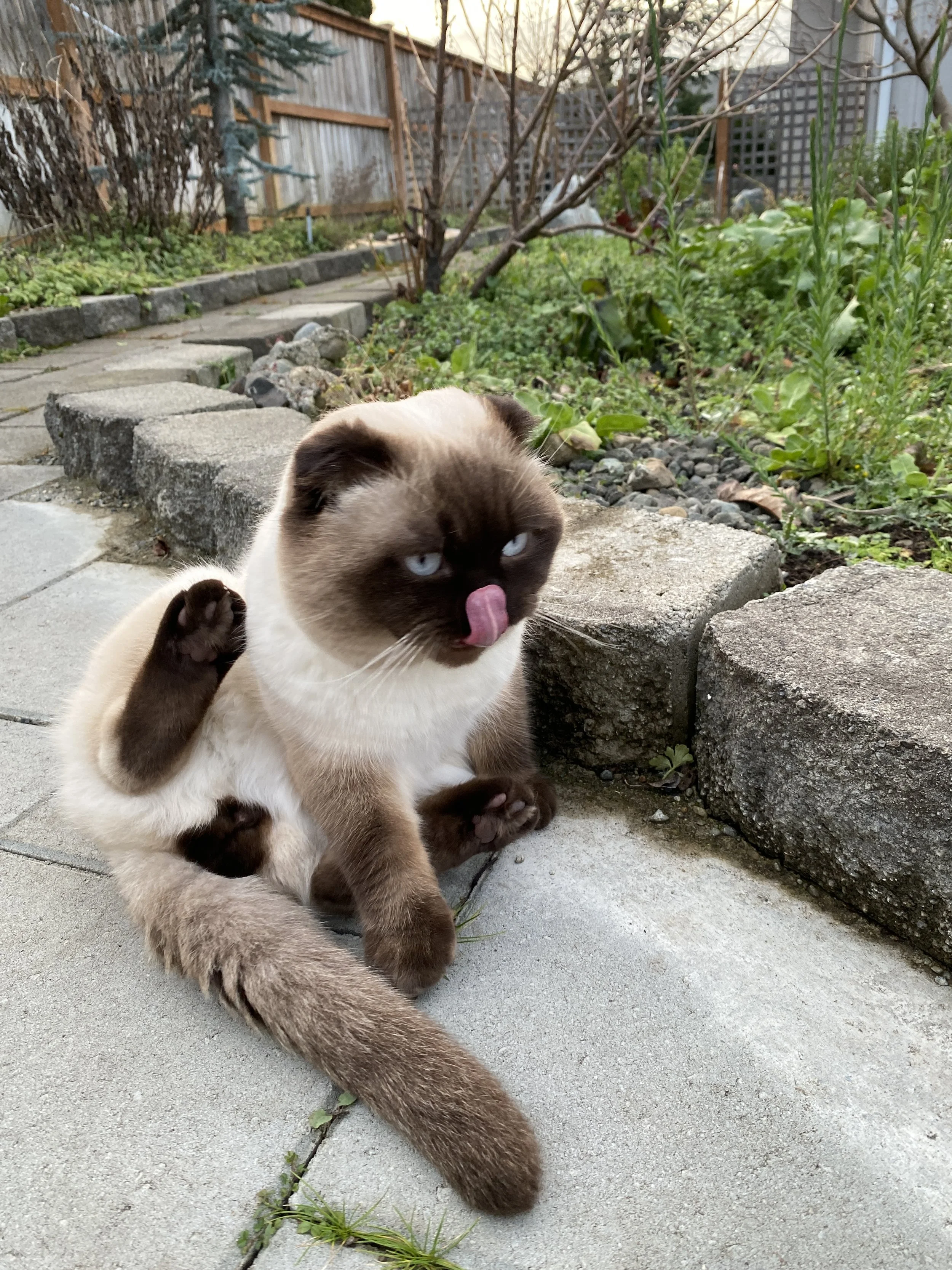 A Scottish Fold kitten sitting on a paved outdoor area, licking its nose, with a garden and pathway in the background.