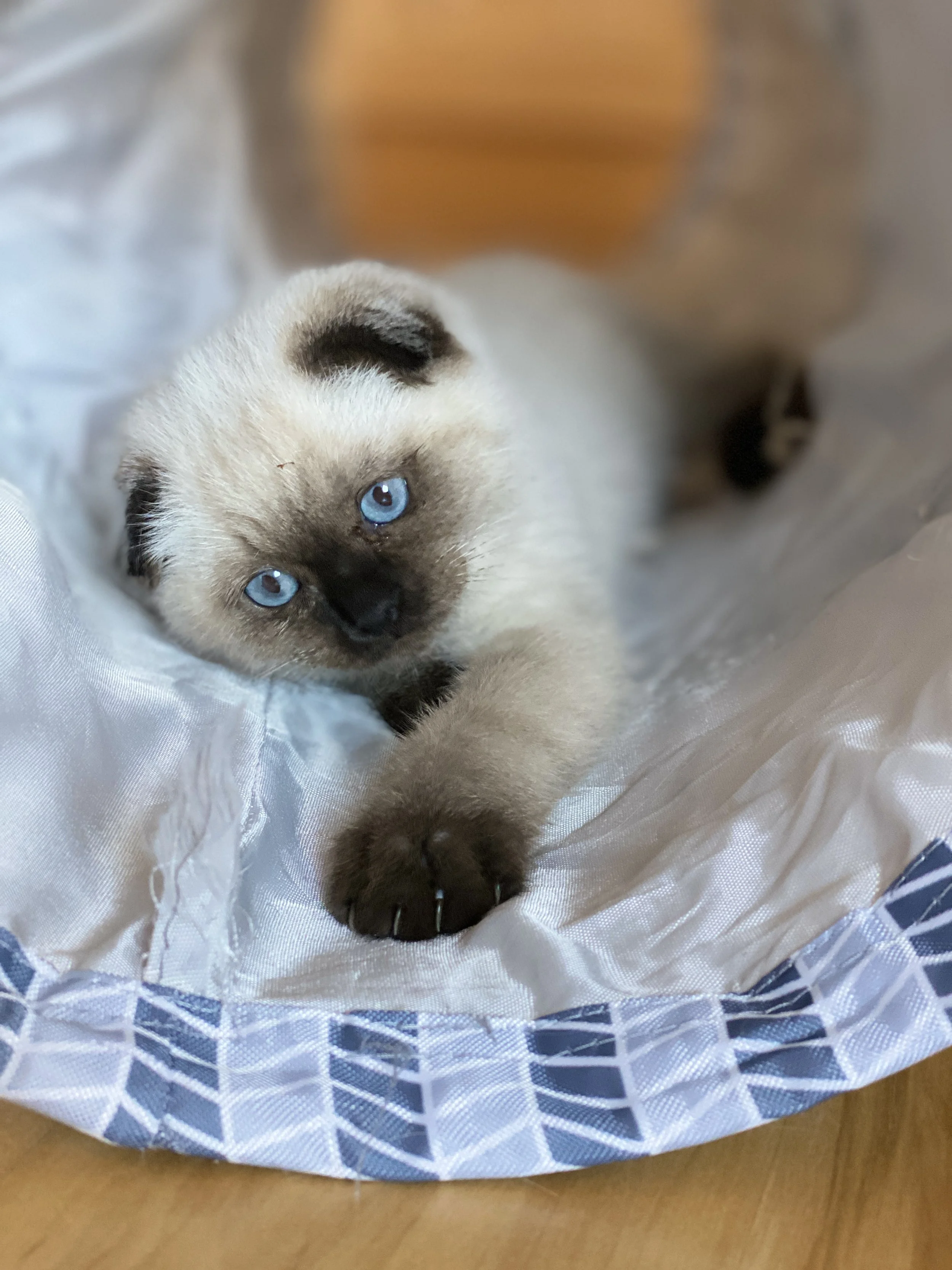 A adorable Scottish Fold kitten with blue eyes lying on a satin-like fabric, reaching out with its paw.