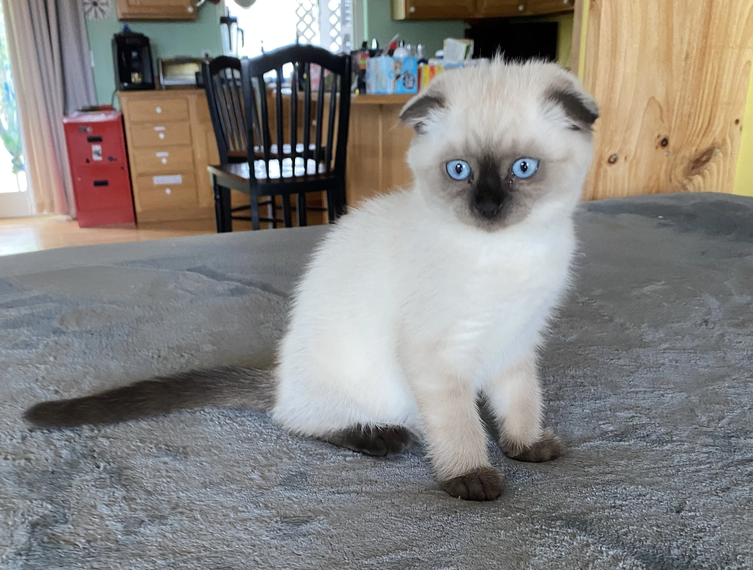 A Scottish Fold kitten with blue eyes sitting on a textured gray surface in a home interior.