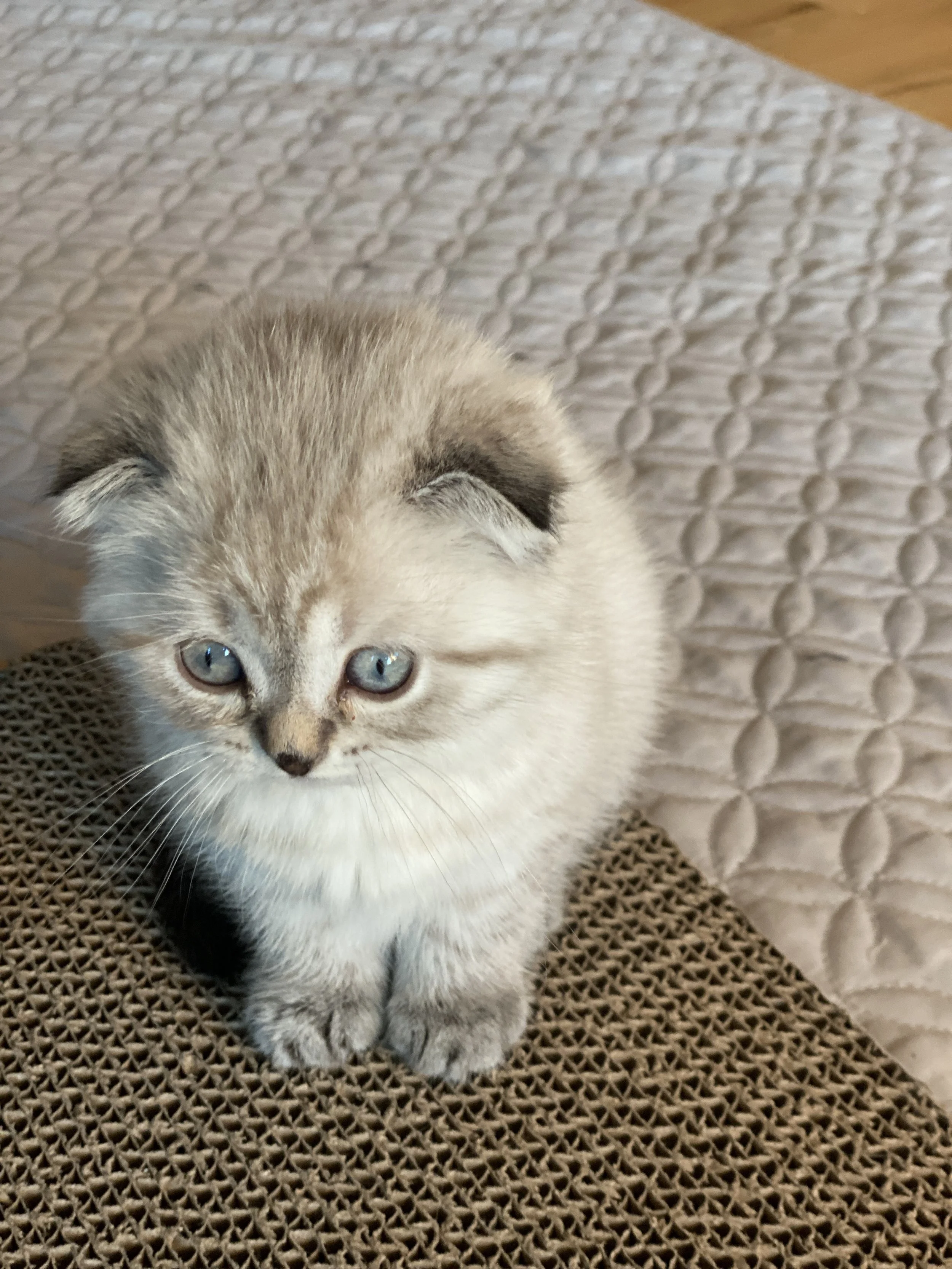 A cute, fluffy Scottish Fold kitten with light fur and blue eyes sitting on a textured cardboard surface.