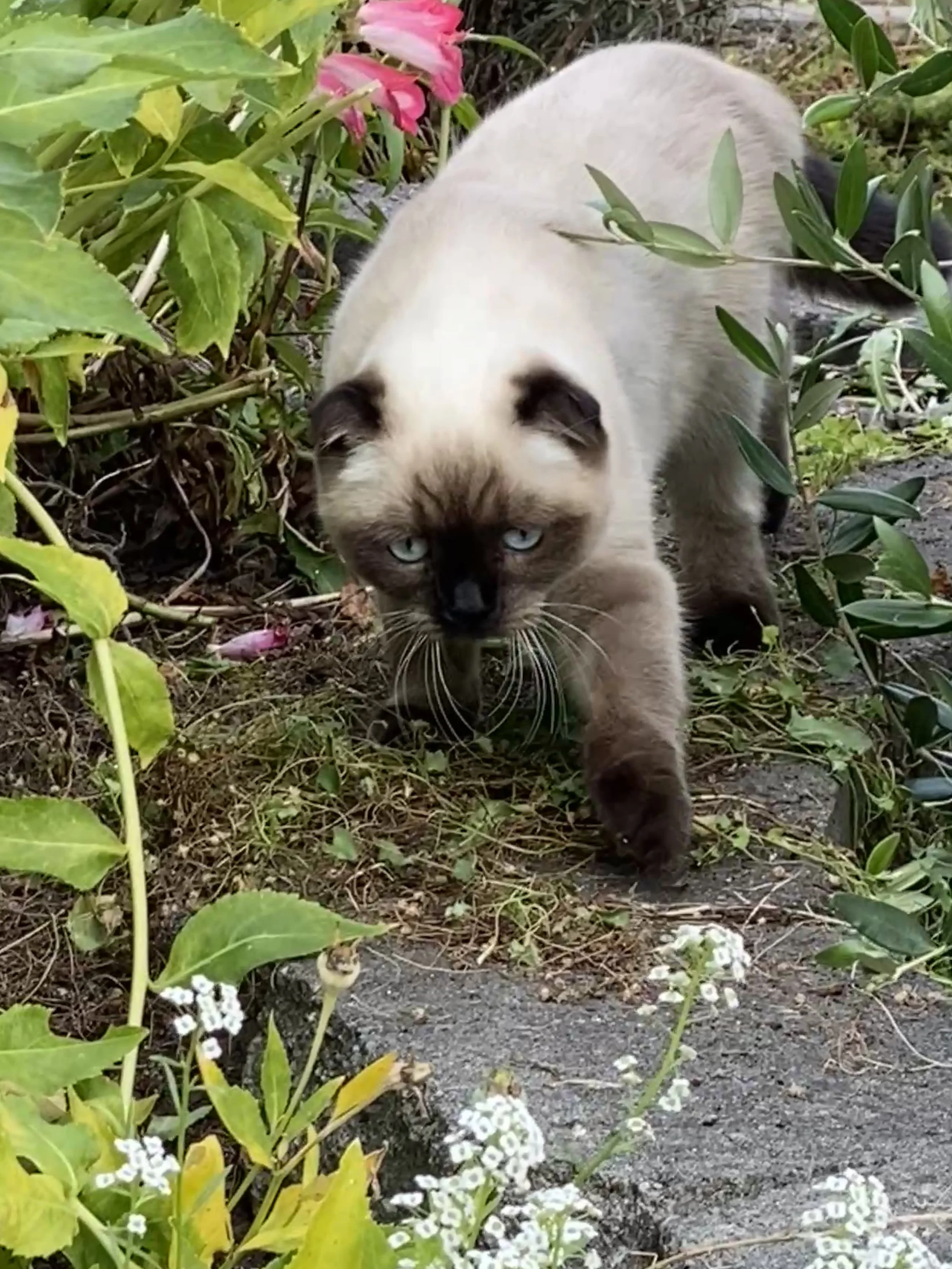 A Scottish Fold kitten with blue eyes walking through a garden with green plants and pink flowers.