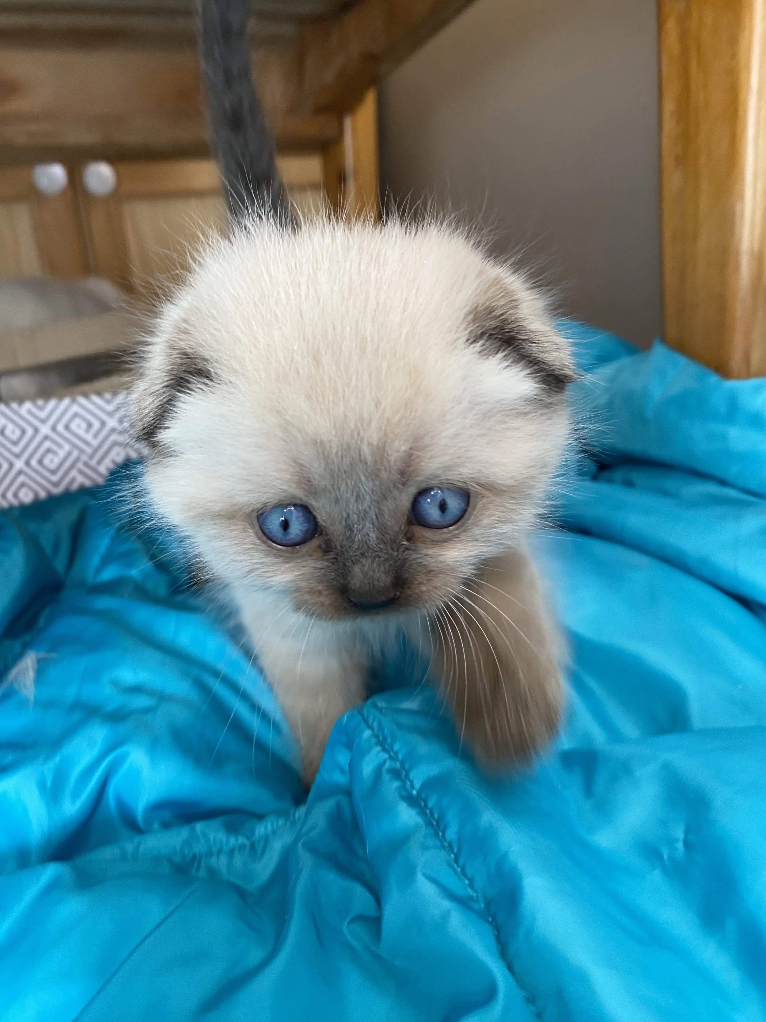 Close-up of a cute Scottish Fold kitten with blue eyes walking on a blue blanket.
