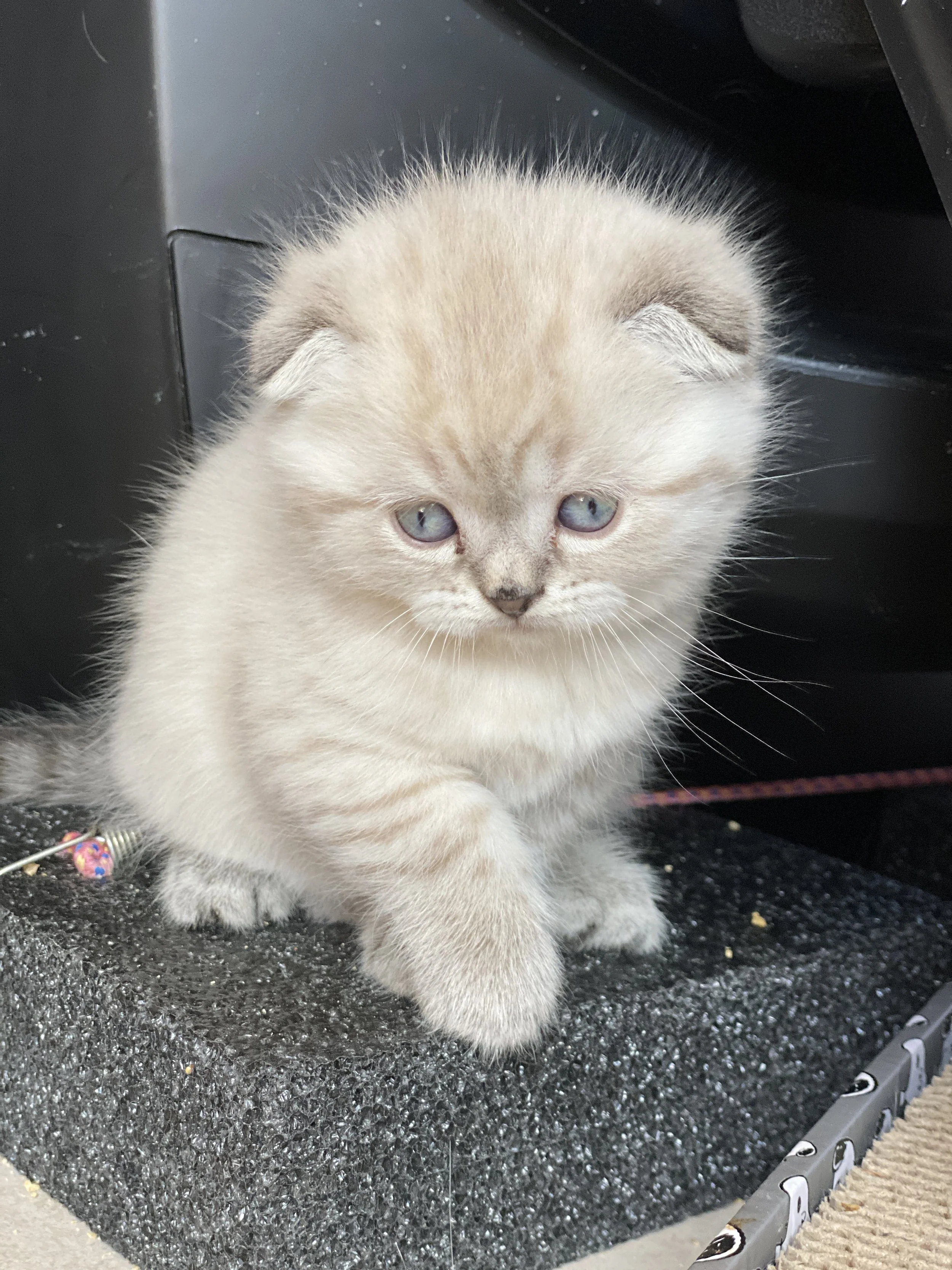 A small Scottish Fold kitten