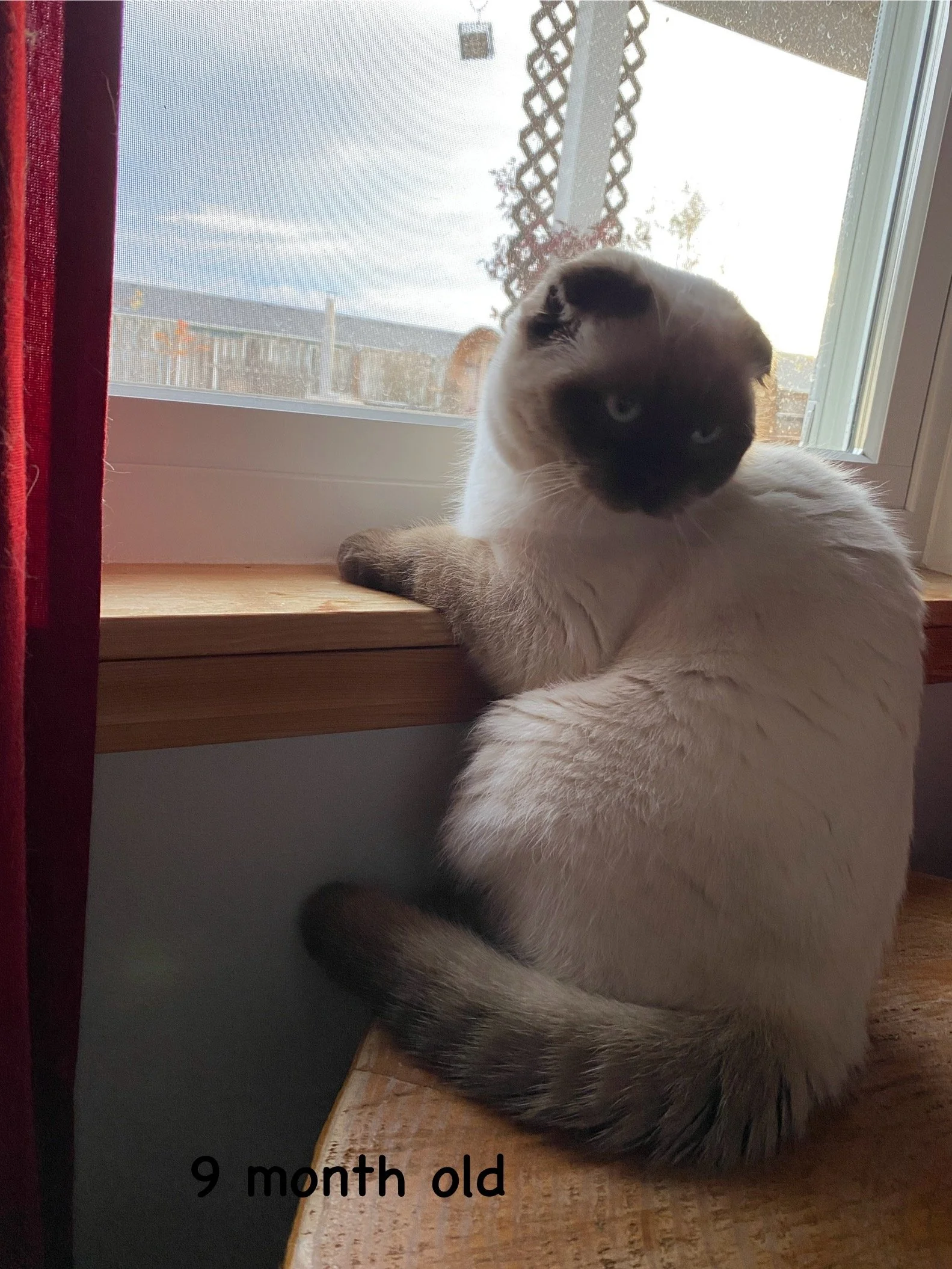 A 9-month-old Scottish Fold kitten sitting by a window on a wooden windowsill, looking outside. The window has a view of a wooden fence and a cloudy sky.