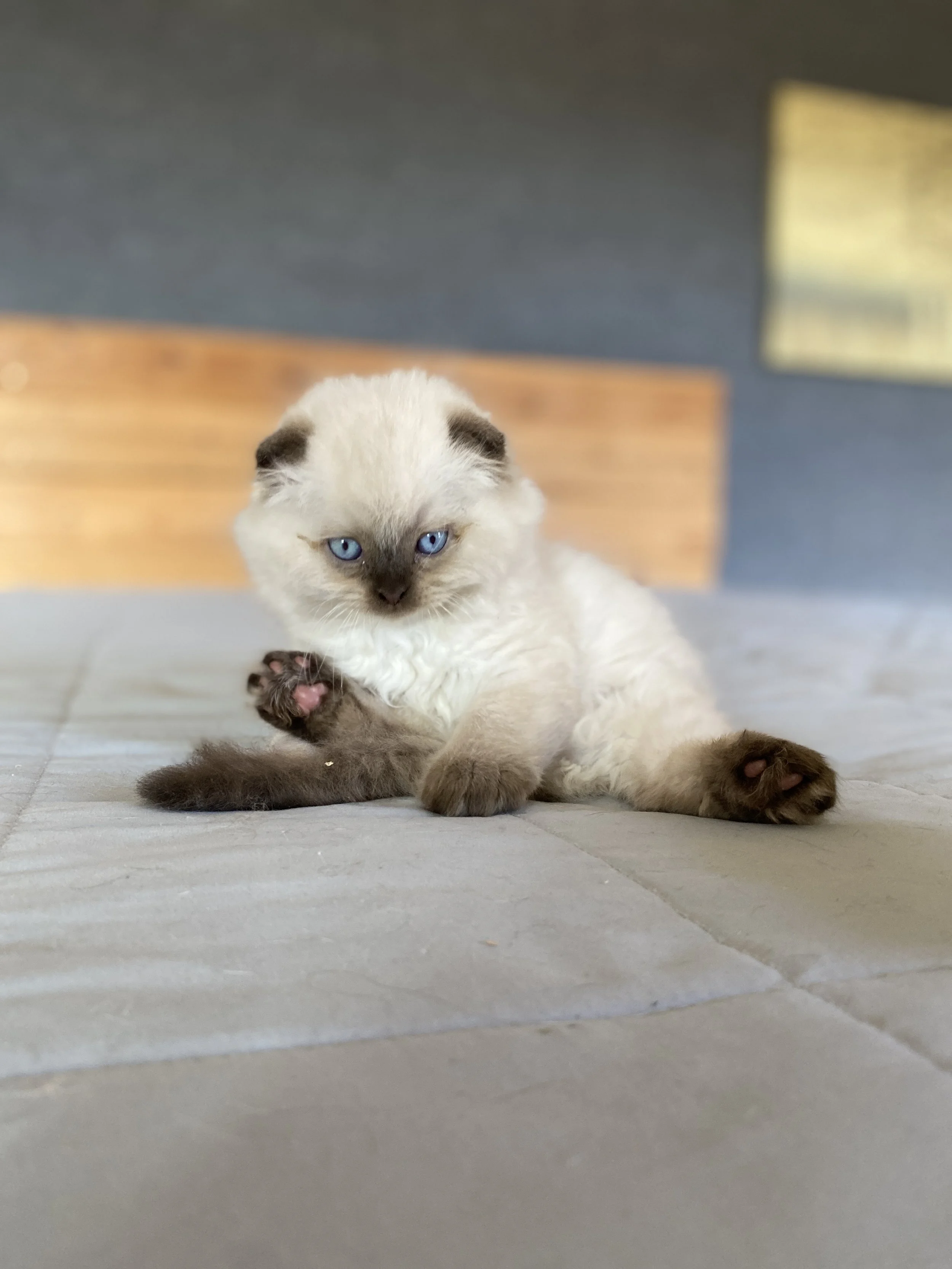 A cute Scottish Fold kitten in Buda pose