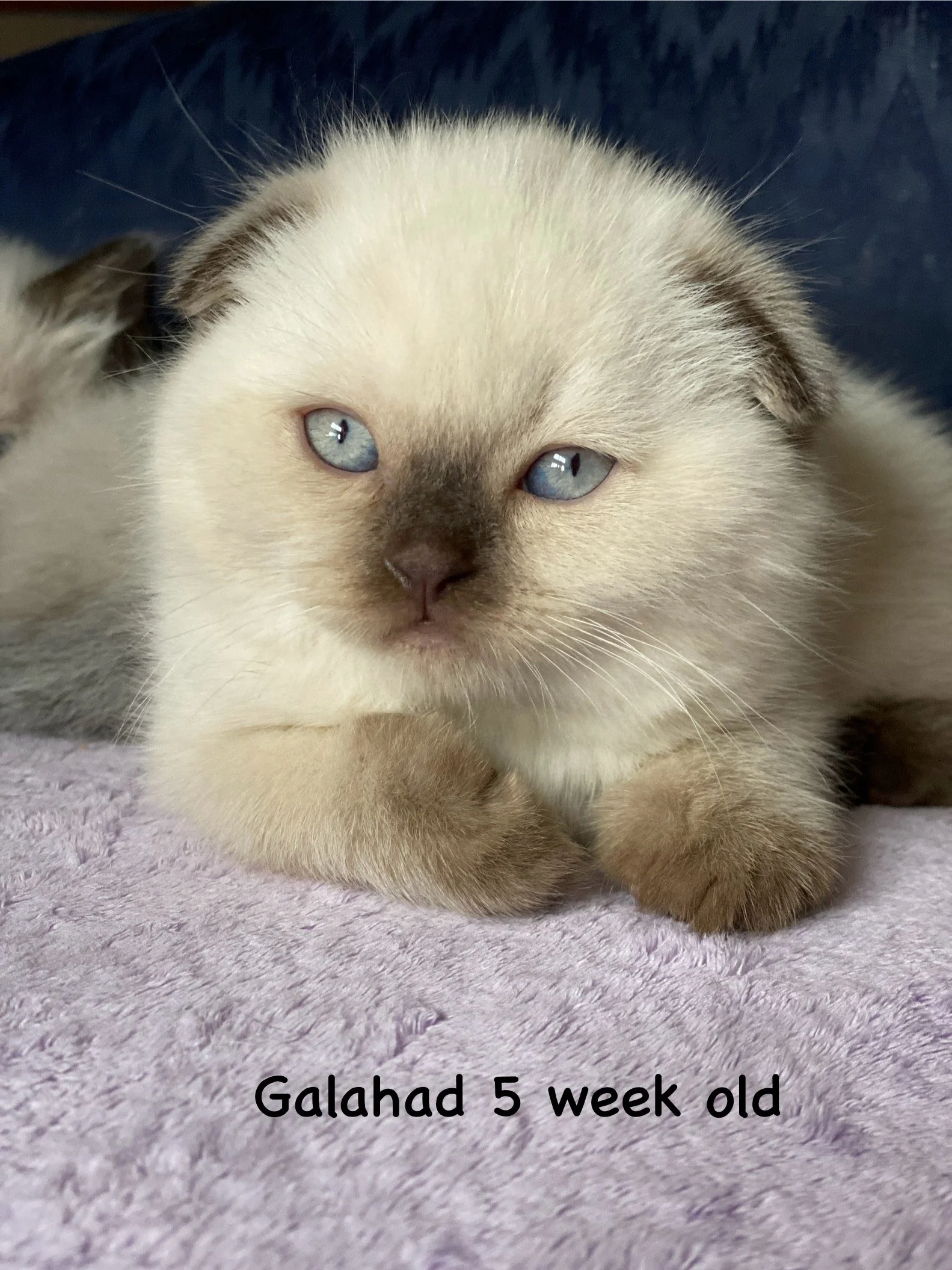 Close-up of a 5-week-old Scottish Fold kitten with cream-colored fur, blue eyes, and darker markings on its face, lying on a soft pink blanket.