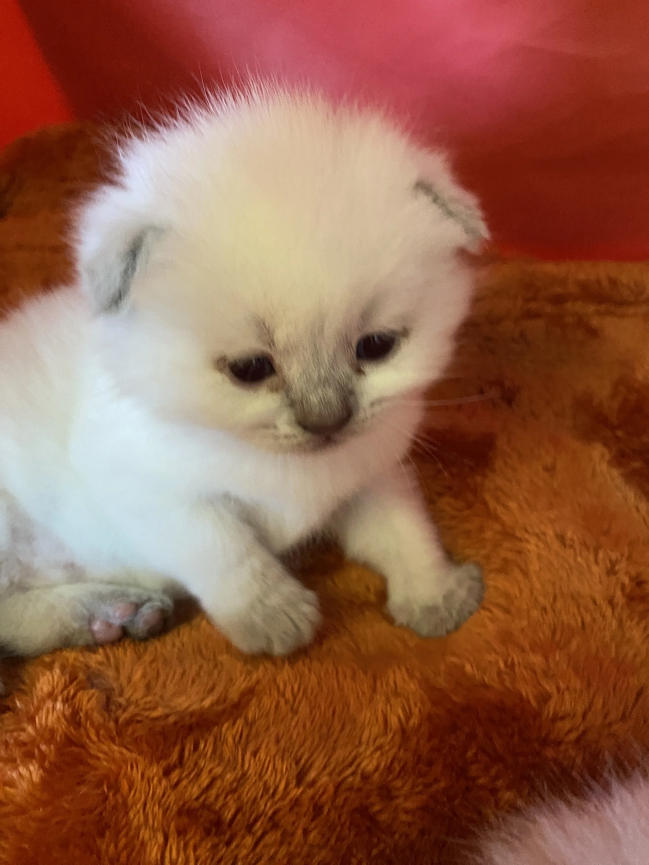 A small bluepoint Scottish Fold kitten