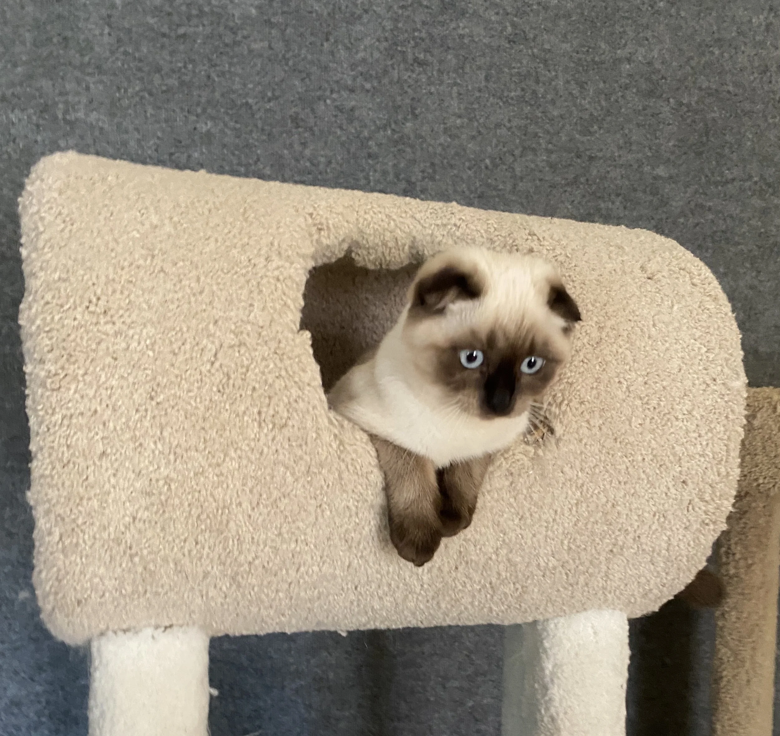 A Scottish Fold kitten with blue eyes and dark markings on its face and paws peeking out of a hole in a beige carpeted cat condo.