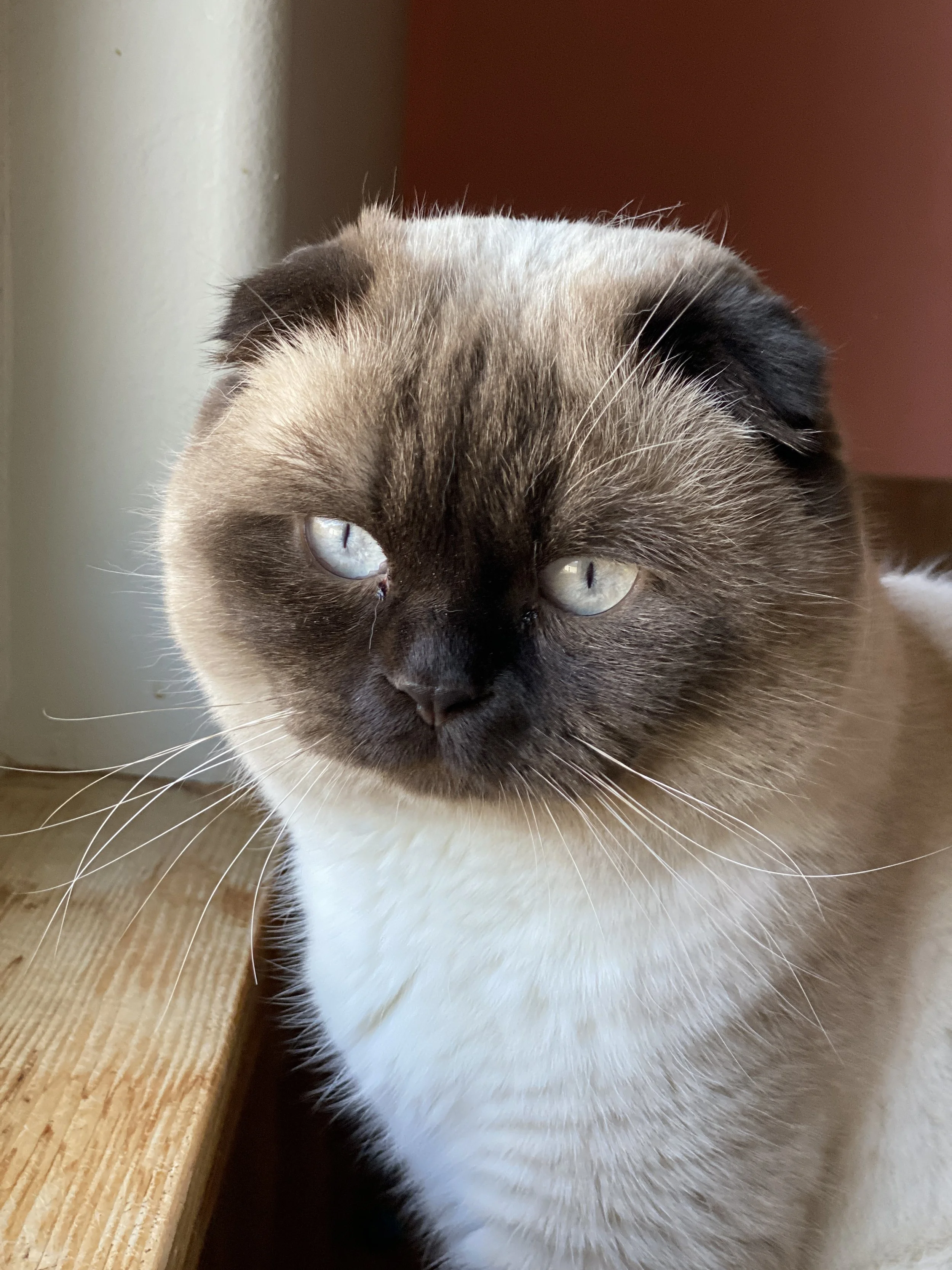 Close-up of a Scottish Fold kitten with blue eyes, sitting on a wooden surface near a window, with a blurred background.