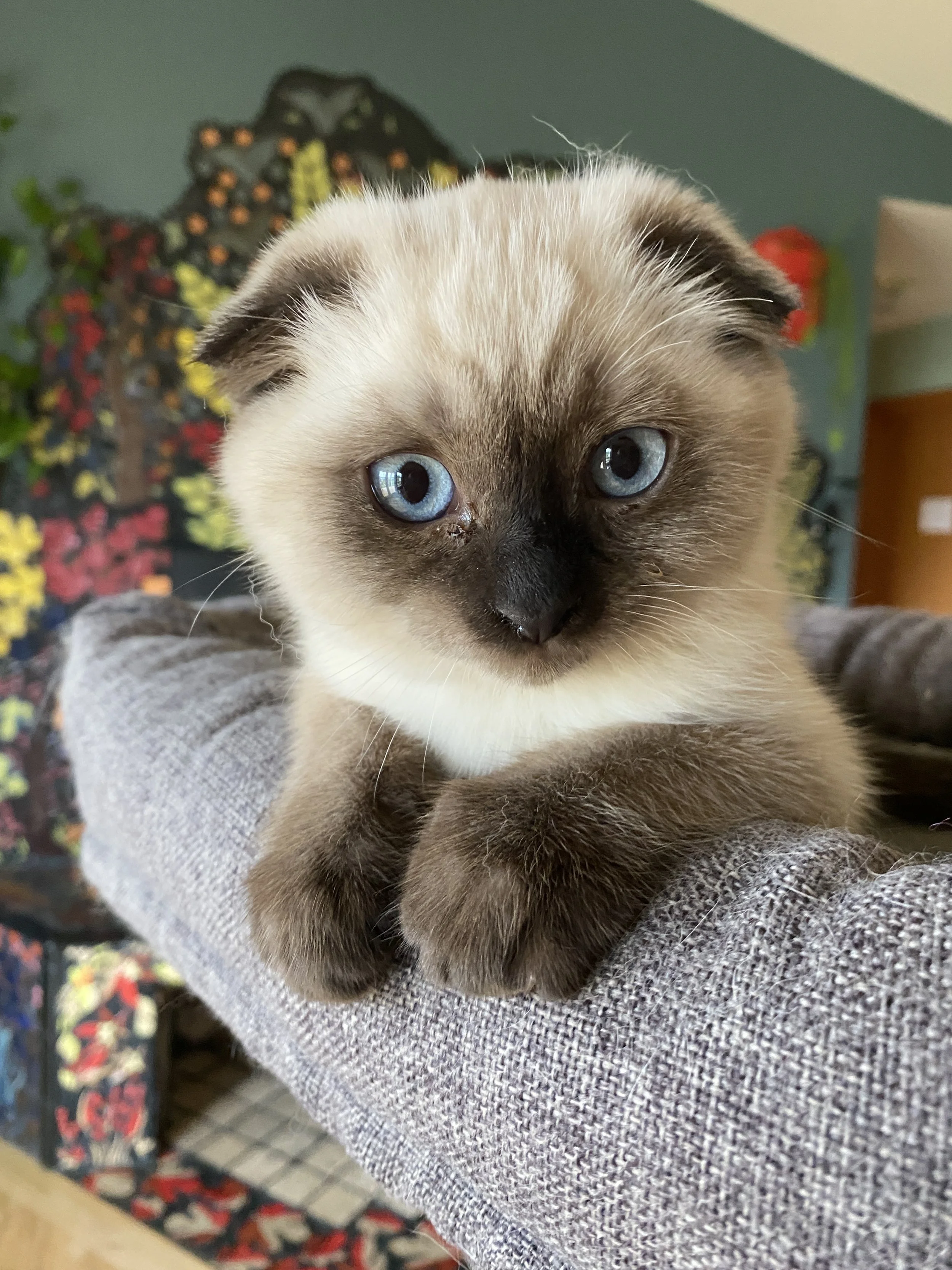 Close-up of a cute Scottish Fold kitten with blue eyes resting on a gray textured arm.