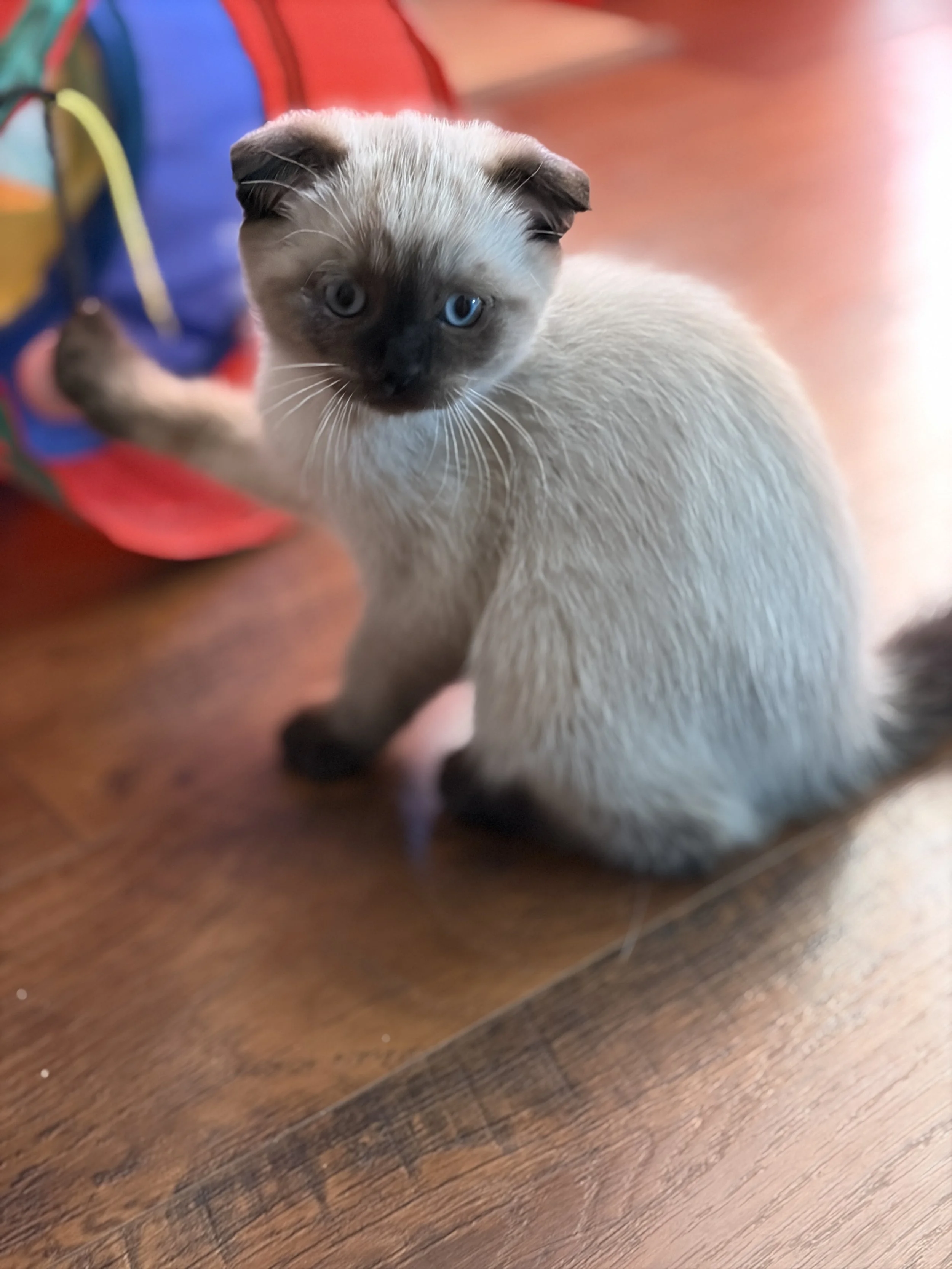 10 weeks old