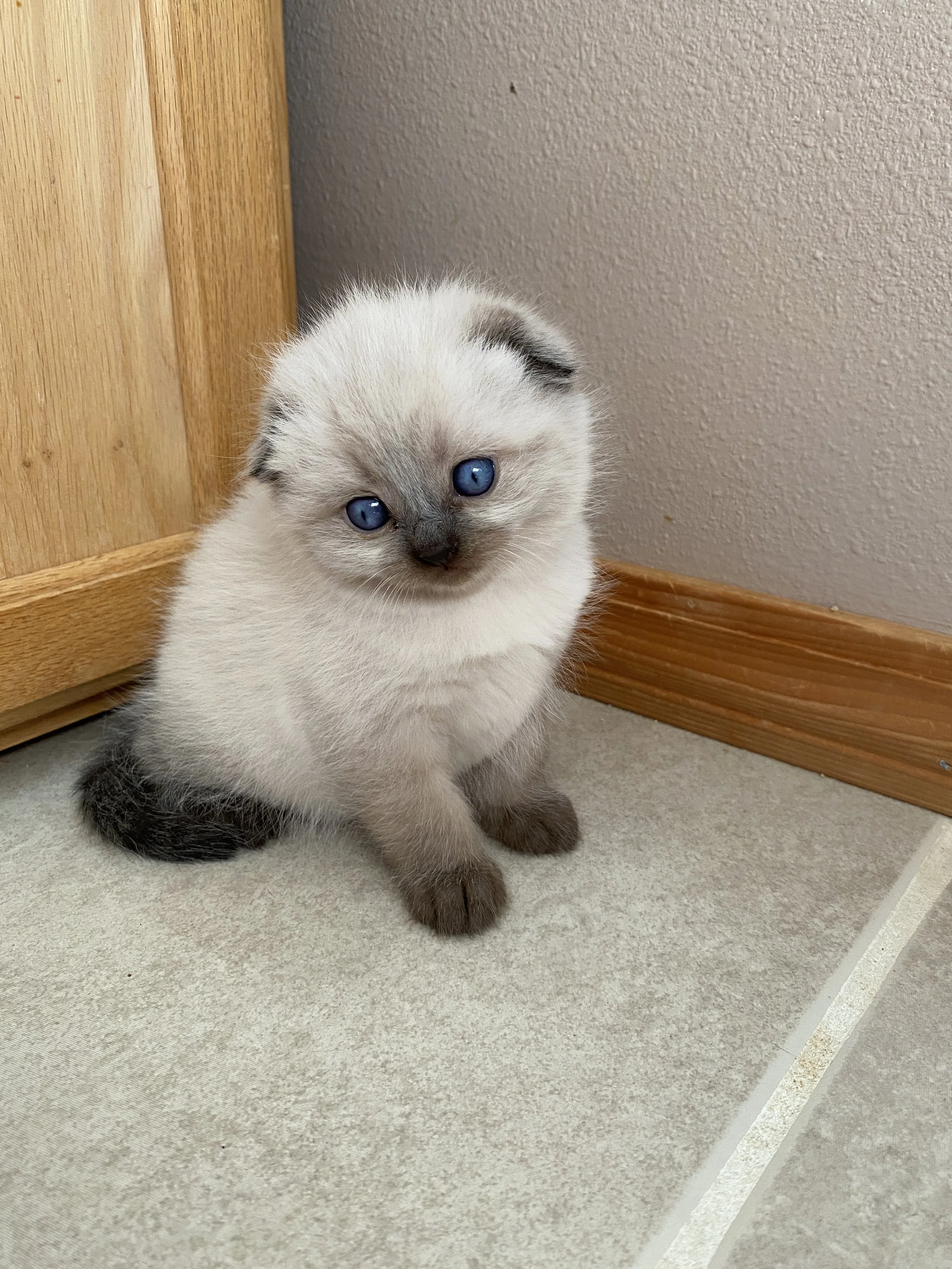 A cute Scottish Fold colorpoint kitten with blue eyes sitting on a tiled floor next to a wooden cabinet and wall