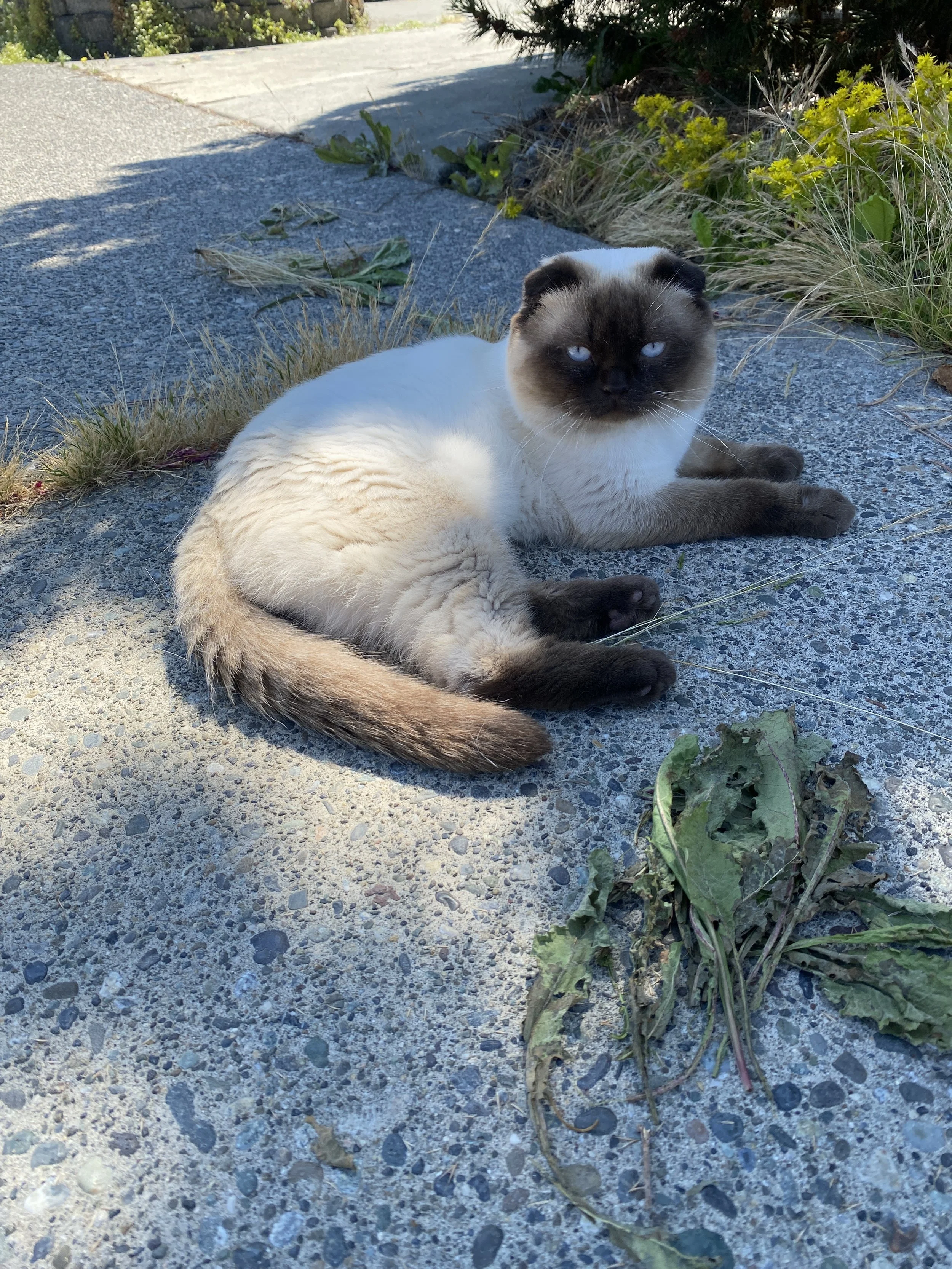 Scottish Fold cat lying on a concrete sidewalk with plants and weeds around, looking at the camera.