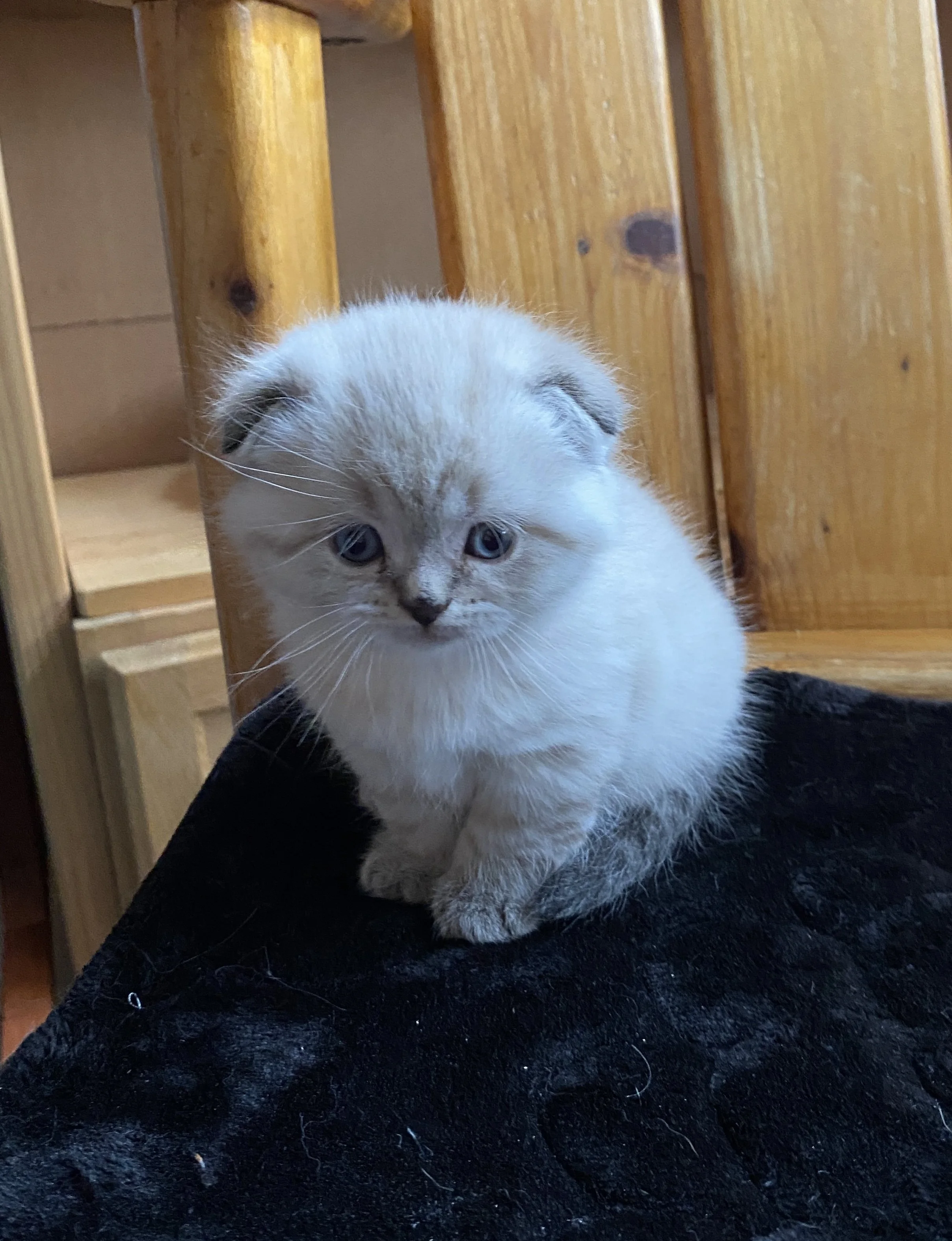 A cute cream-colored kitten with blue eyes sitting on a black surface with a wooden background.