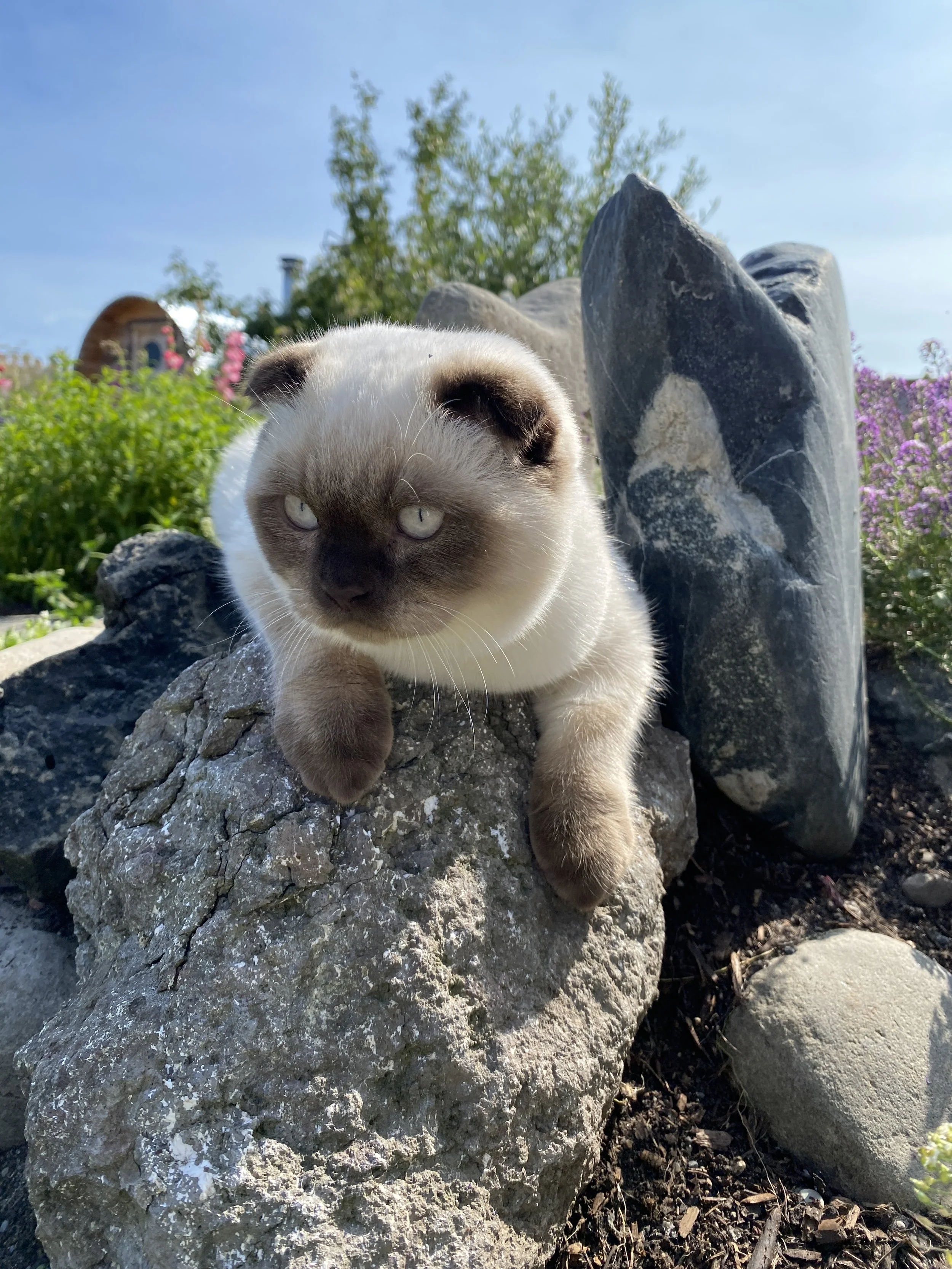 A Scottish Fold kitten lying on a large rock outdoors, surrounded by various rocks and greenery, with a background of trees and flowers under a blue sky.