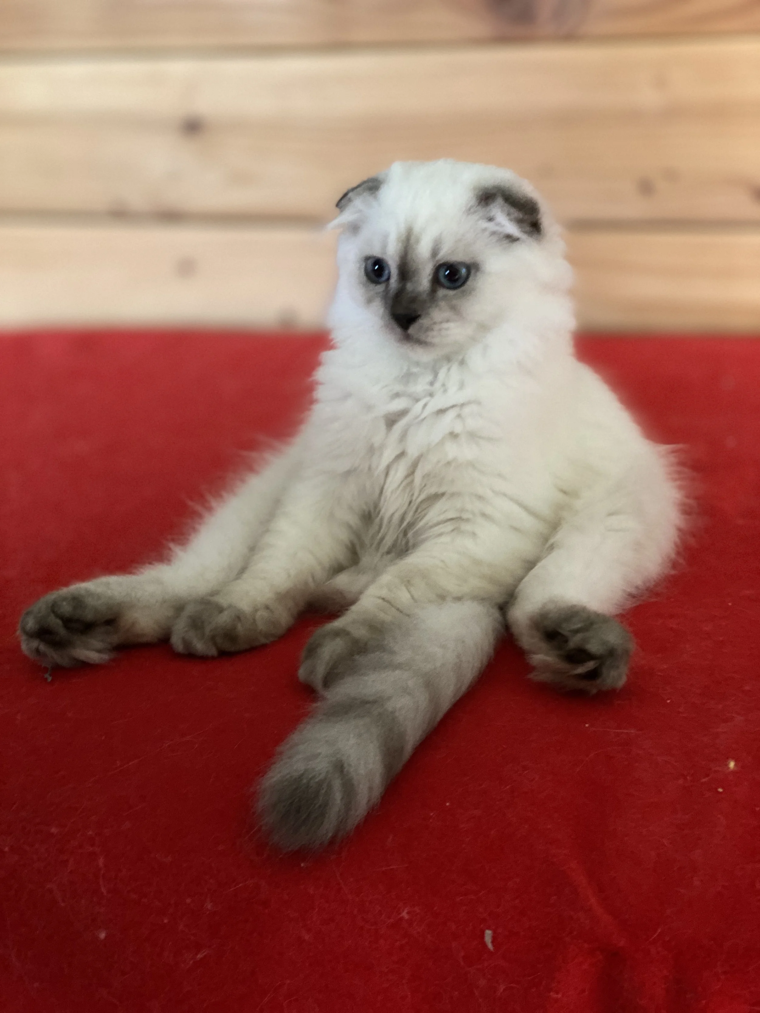 A cute Scottish Fold kitten with blue eyes and tortishell markings on its face and paws, sitting on a red surface with a wooden background.