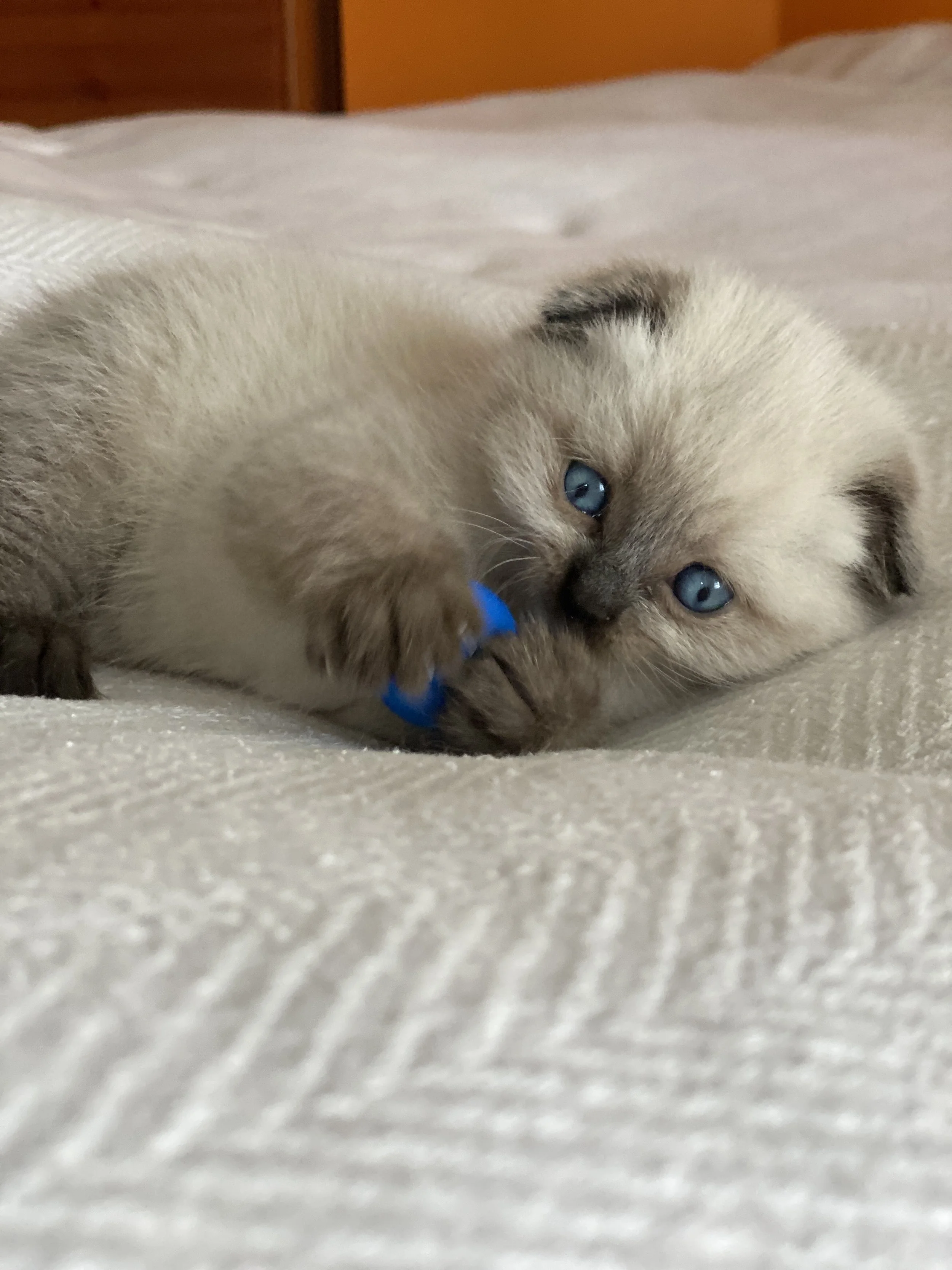 A chocolate point Scottish Fold kitten with blue eyes is lying on a white textured blanket, playing with a small blue ball.