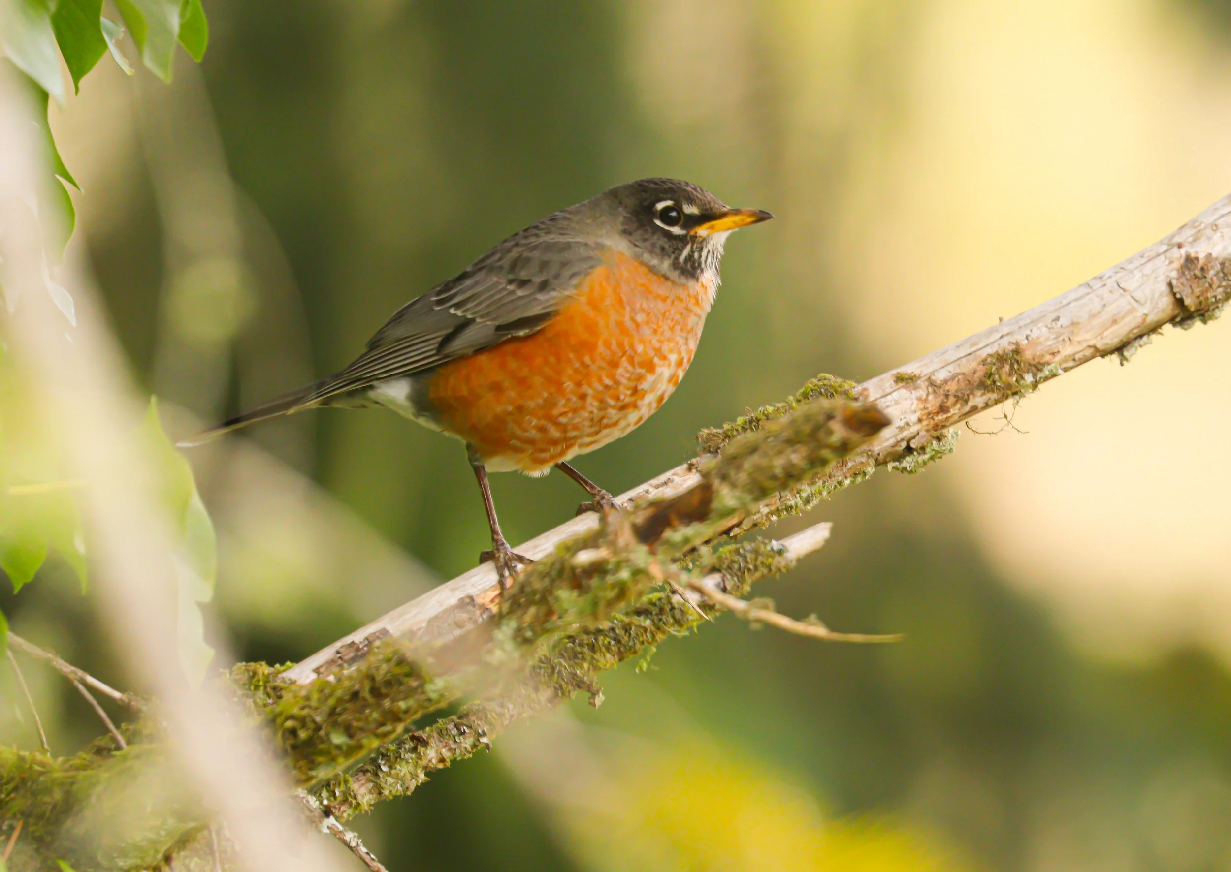 American robin perched on a pine branch near the Nehalem River in Oregon