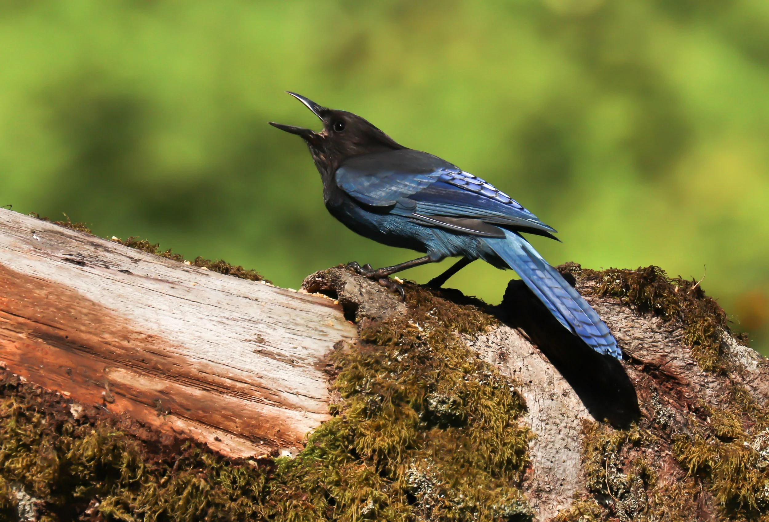 Stellar Jay on log